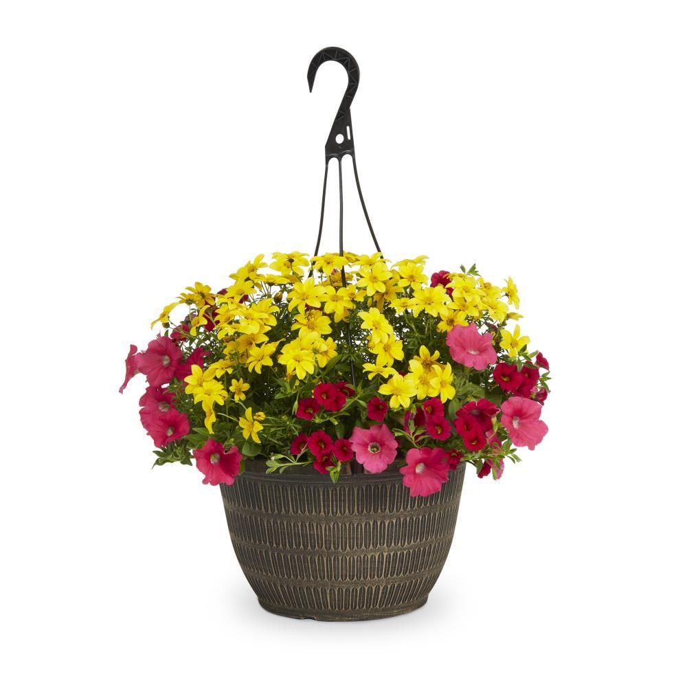 Lowe's Multicolor Mixed Annuals Combinations Hanging Basket in the ...