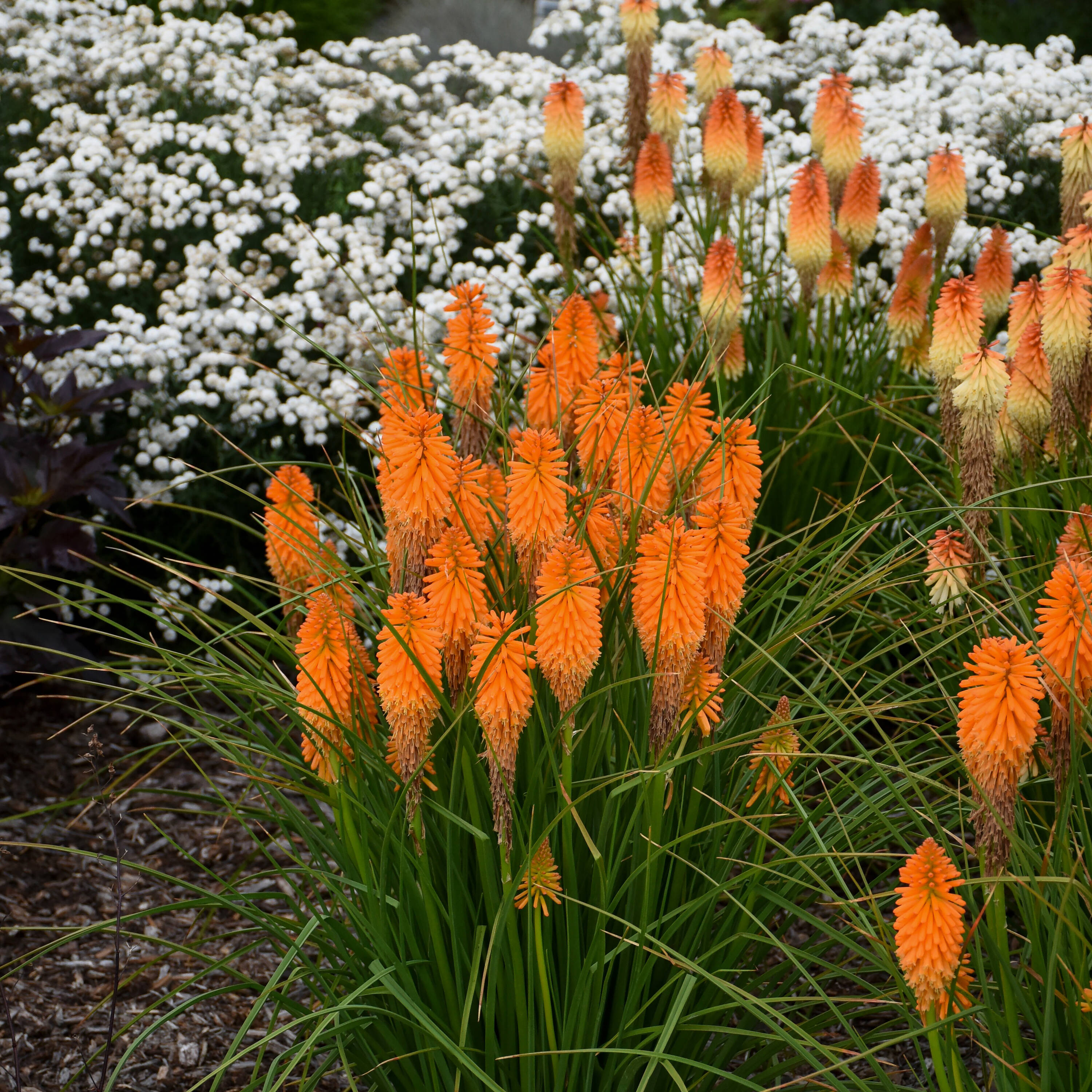 Proven Winners Orange Pyromania 'orange Blaze' Red Hot Poker Plant in 1 ...