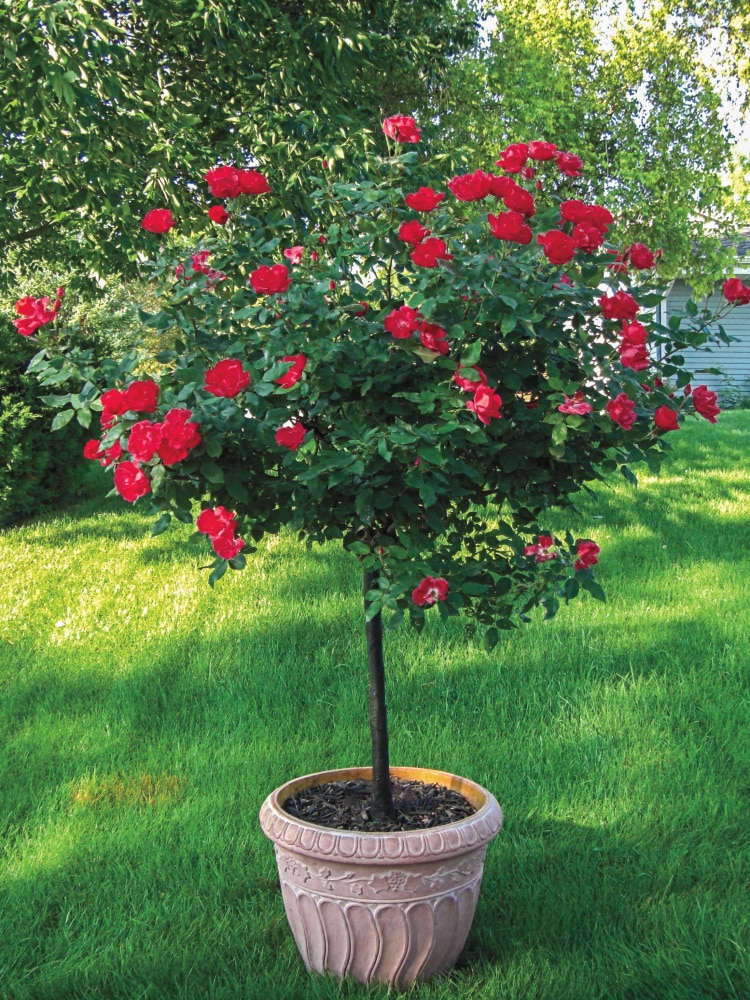 Spring Hill Nurseries 78522 roses - View #3