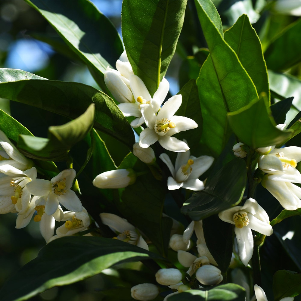 Brighter Blooms 12474 Fruit-Plants - View #2