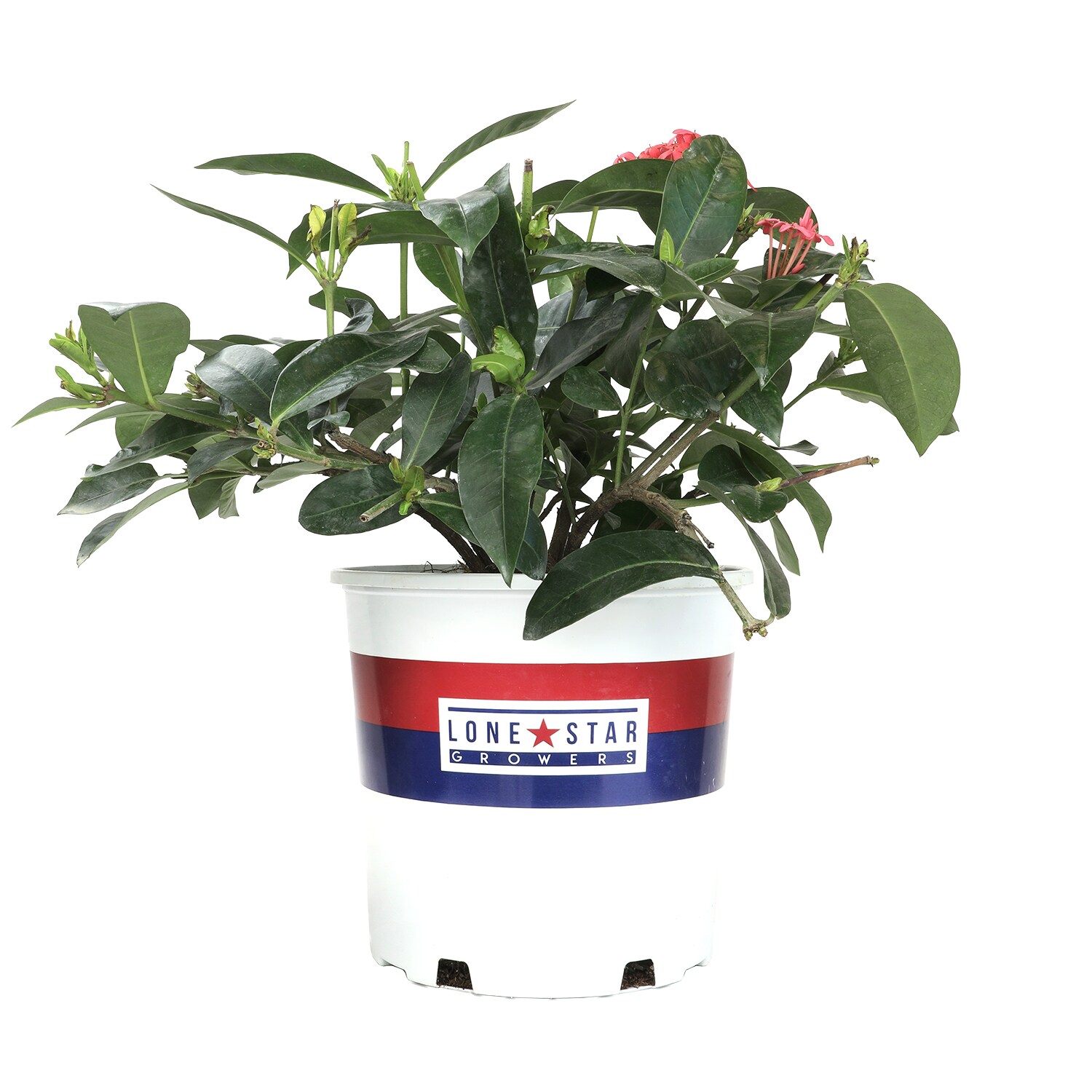 Altman Plants 0872606 Red Ixora Nora Grant Flowering Shrub in 2.00 -Gallon Pot 1.0 -Pack