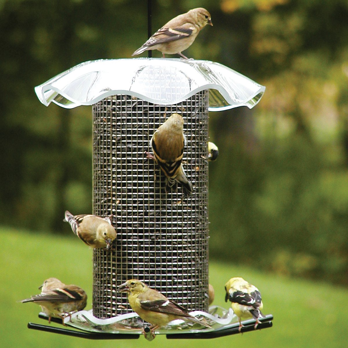 BIRDS CHOICE Steel Tube Bird Feeder in the Bird Feeders department at