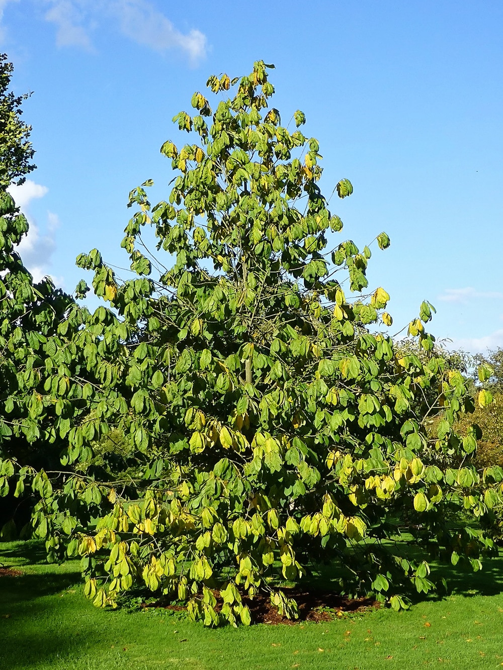 Southern Planters PAWPAW01G trees - View #5