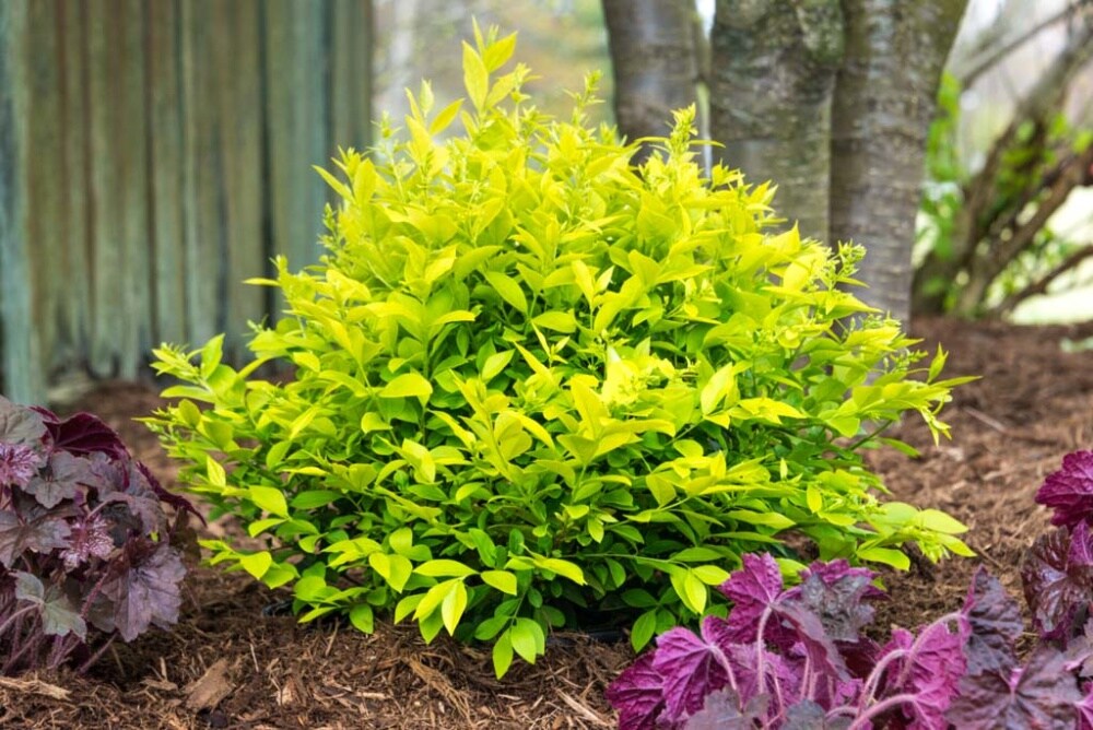 Spring Hill Nurseries White Golden Vicary Privet Flowering Shrub In 1 ...