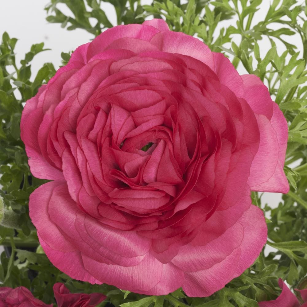Lowe's NURSERY Pink Persian Buttercup Pot