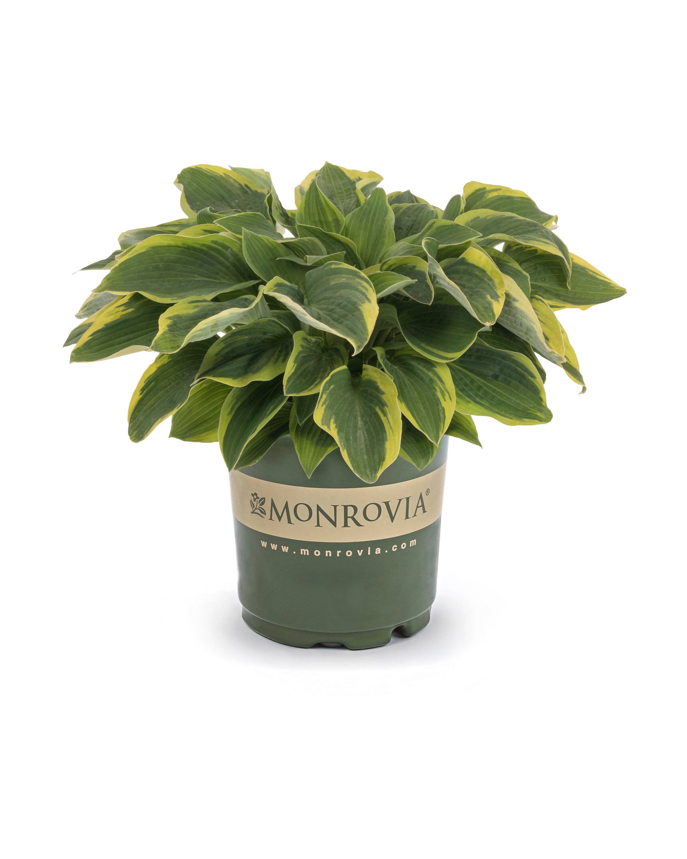 Lowe's 4065786 Aureo-Marginata Hosta Plant in 1 -Quart Pot 1 -Pack