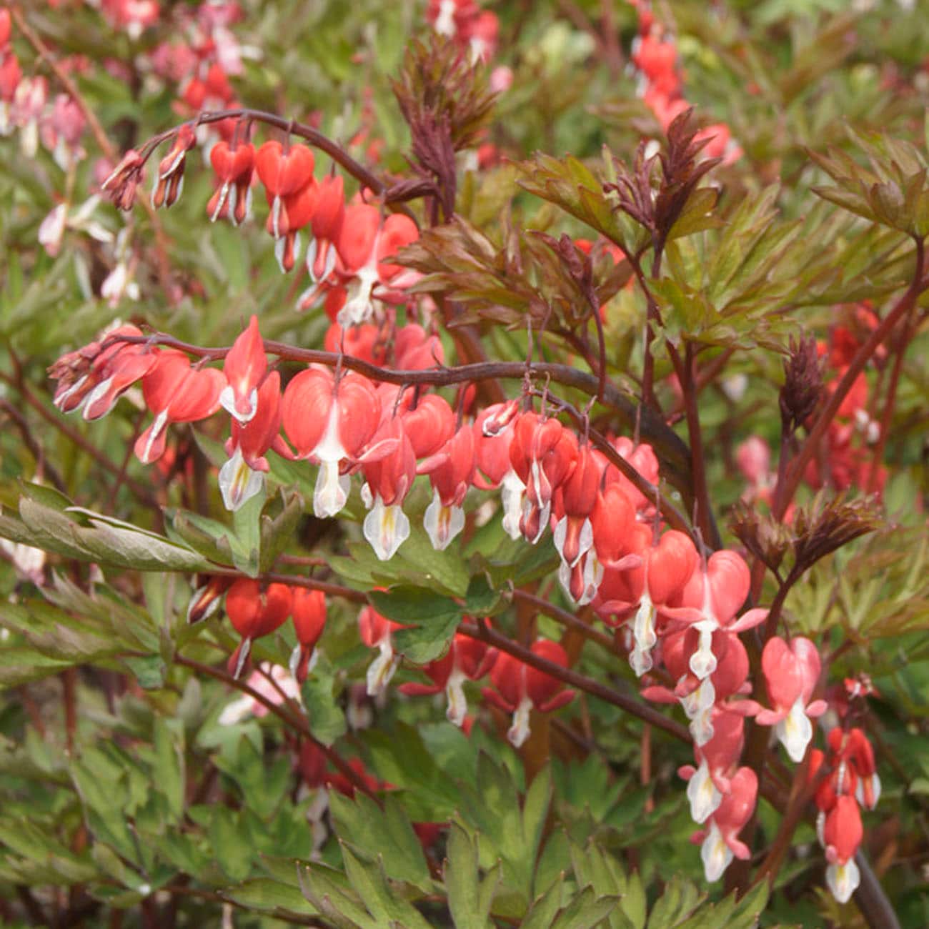 Van Zyverden Multicolor Bleeding Hearts Valentine Bulbs 2 Count
