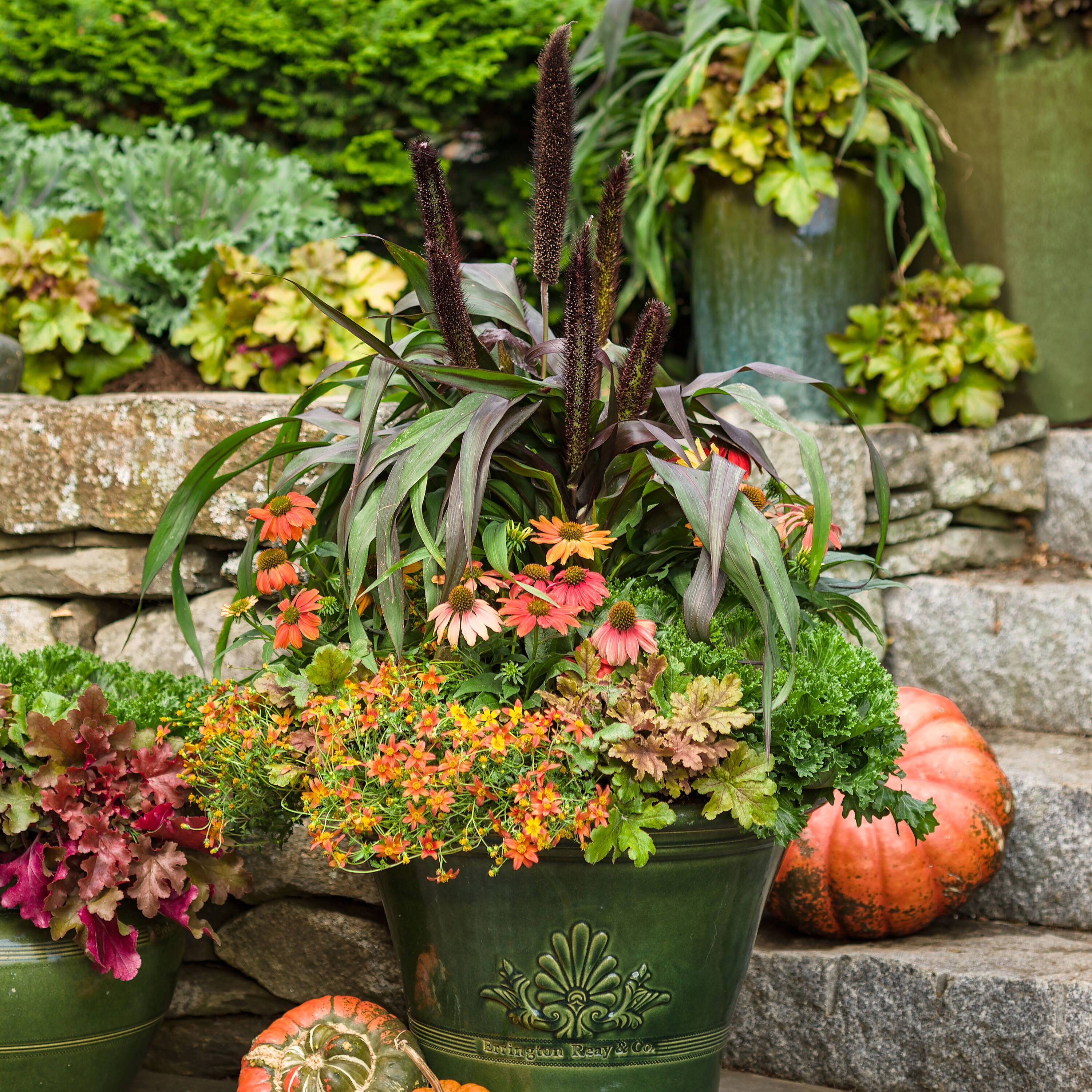 Proven Winners HEUPWP2547800 perennials - View #2