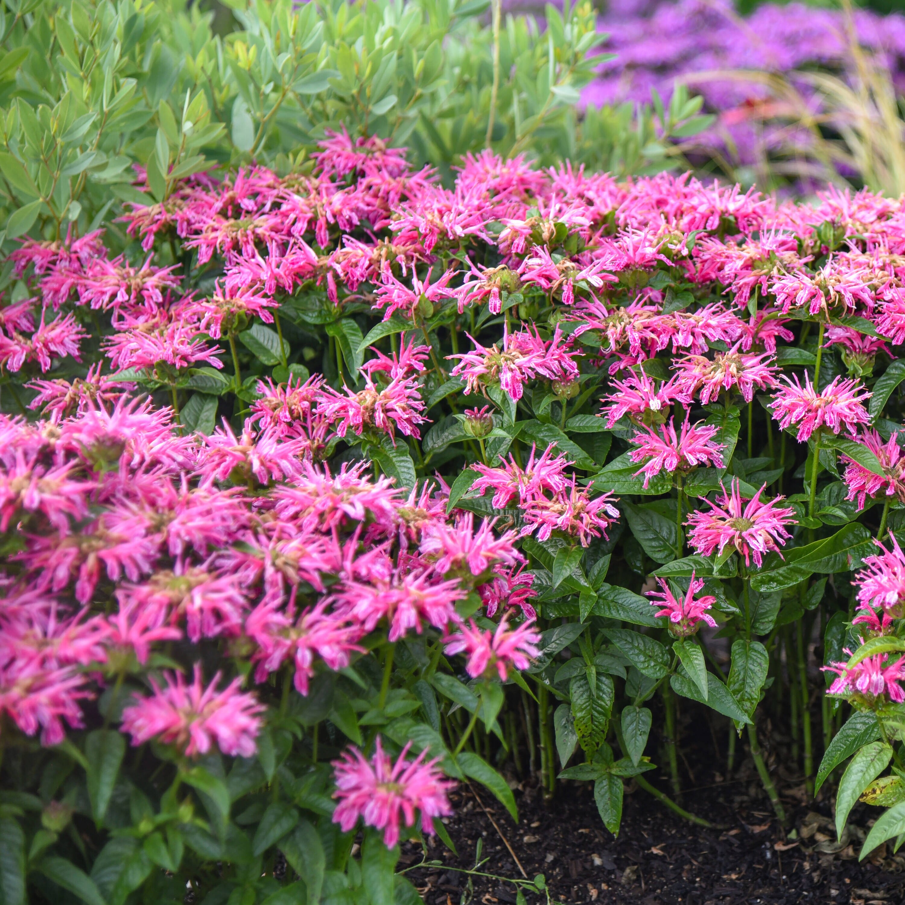 Proven Winners Pink 'leading Lady Pink' Bee Balm (monarda) Plant in 0. ...