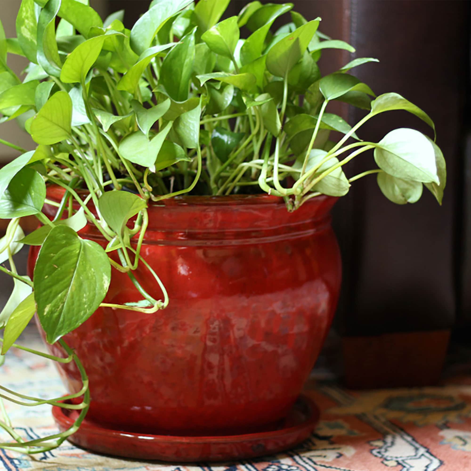 Southern Patio 2 X CRM-031055 Planter-Window-Box - View #8