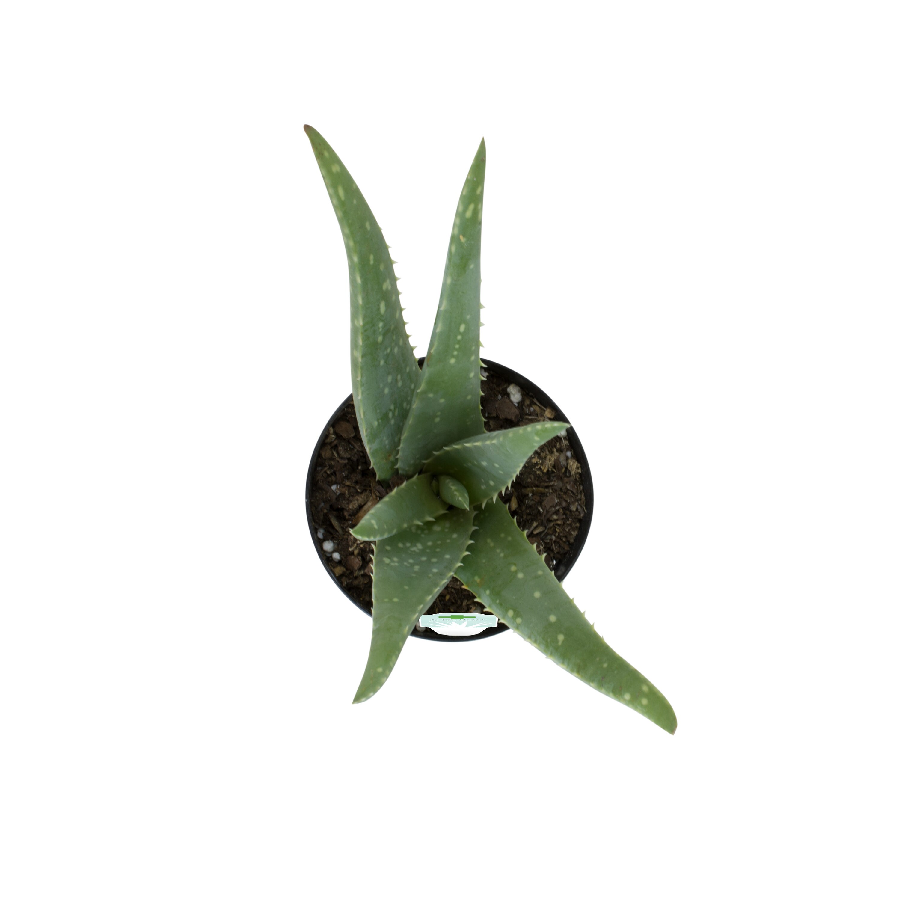 Lowe's 1.0 -Pack Aloe vera in 11.0 -oz Pot