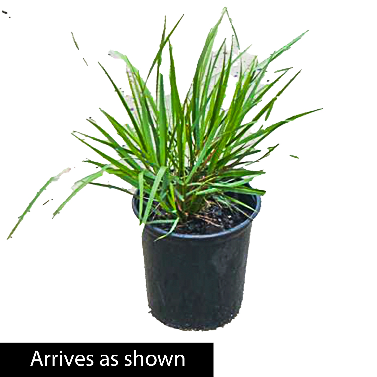 Breck's 64866 Ornamental-Grasses - View #4