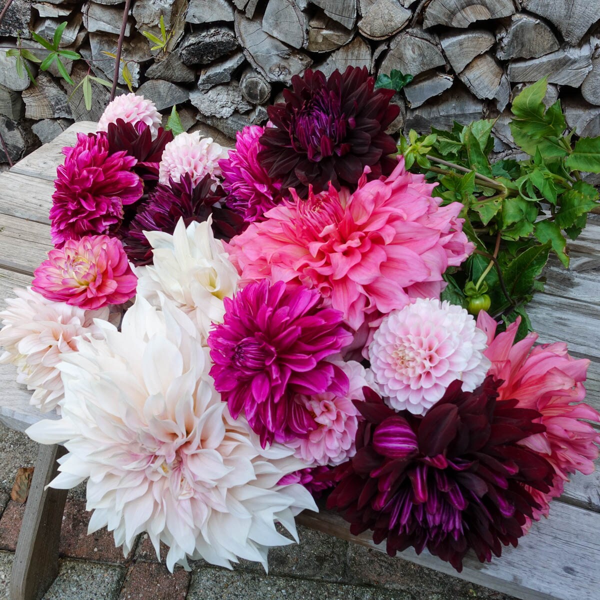 Breck's 90308 Multicolor Cherry Cordial Dahlia Mixture Dormant Flowering Bare Root Bulbs 5 Pack
