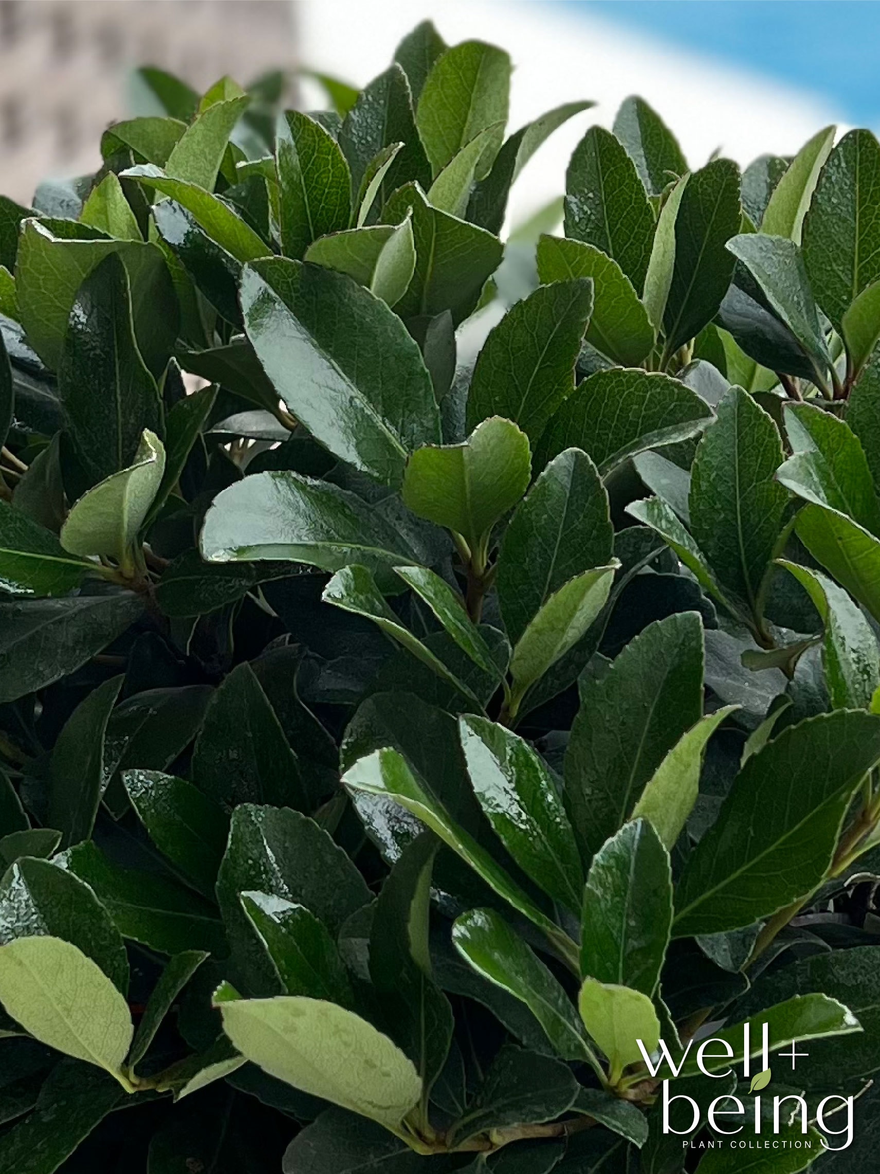 Nature's Way Farms 5850 shrubs - View #3