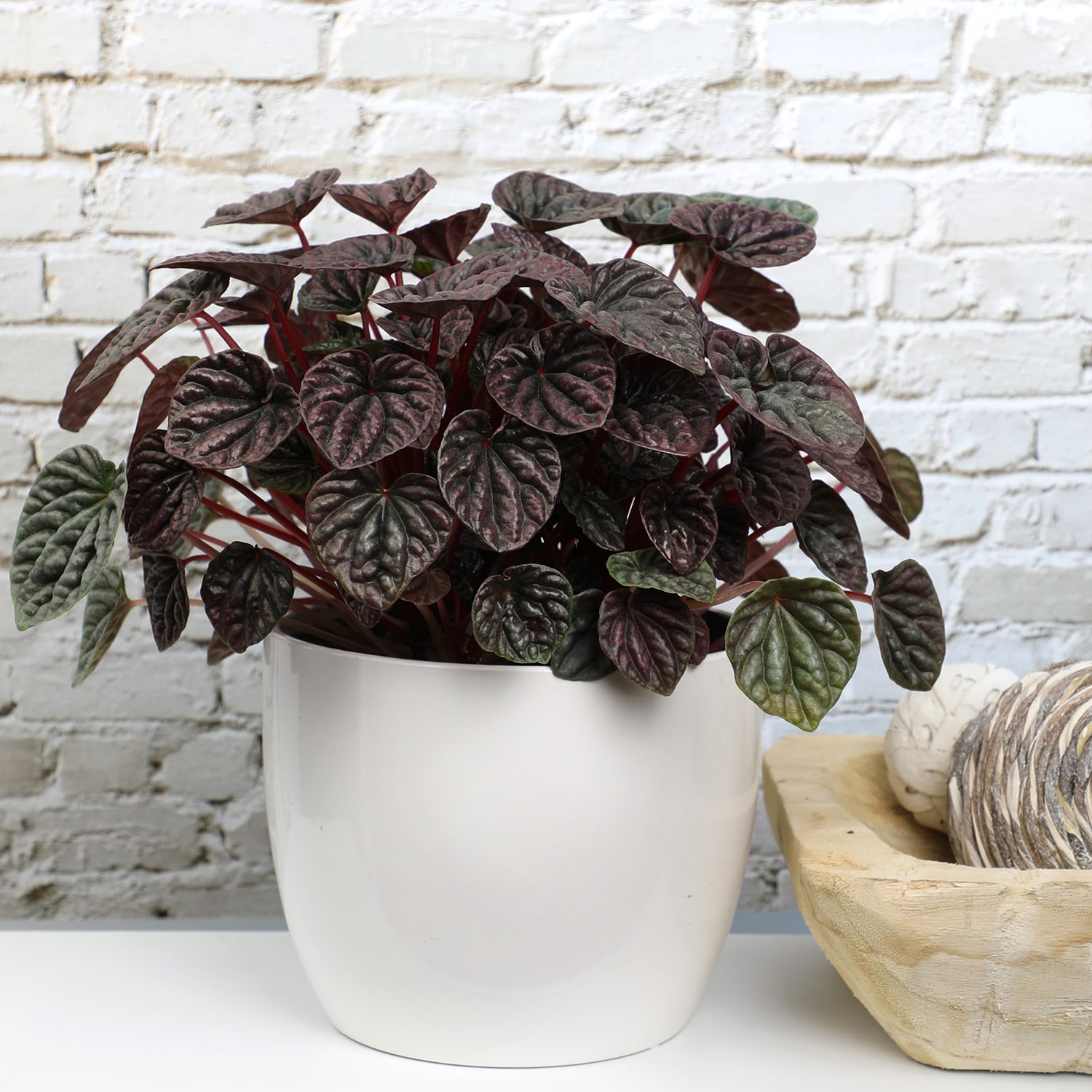Altman Plants 0881585 hseplants - View #2