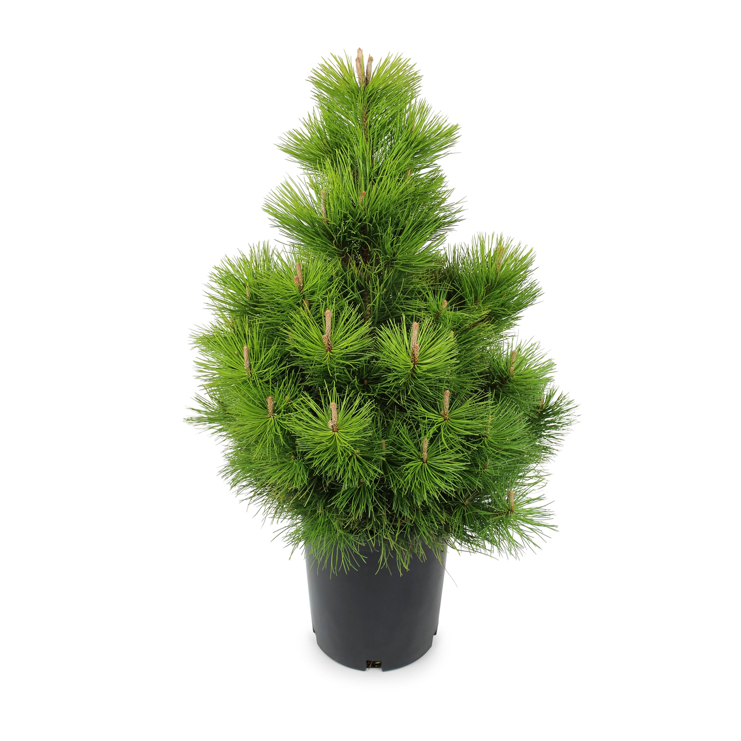  NURSERY trees - View #2