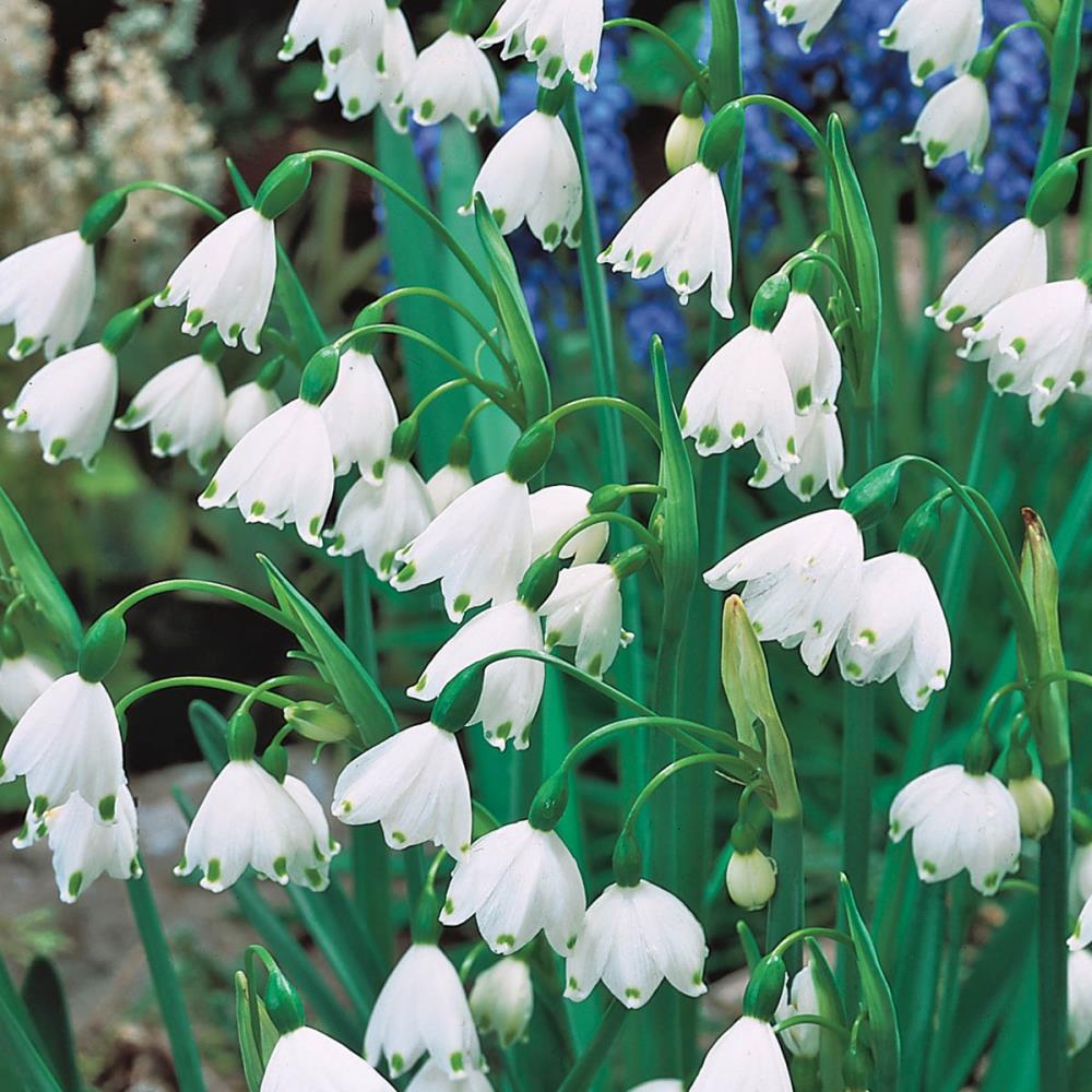 Breck's 60877 Plant-Bulbs - View #3