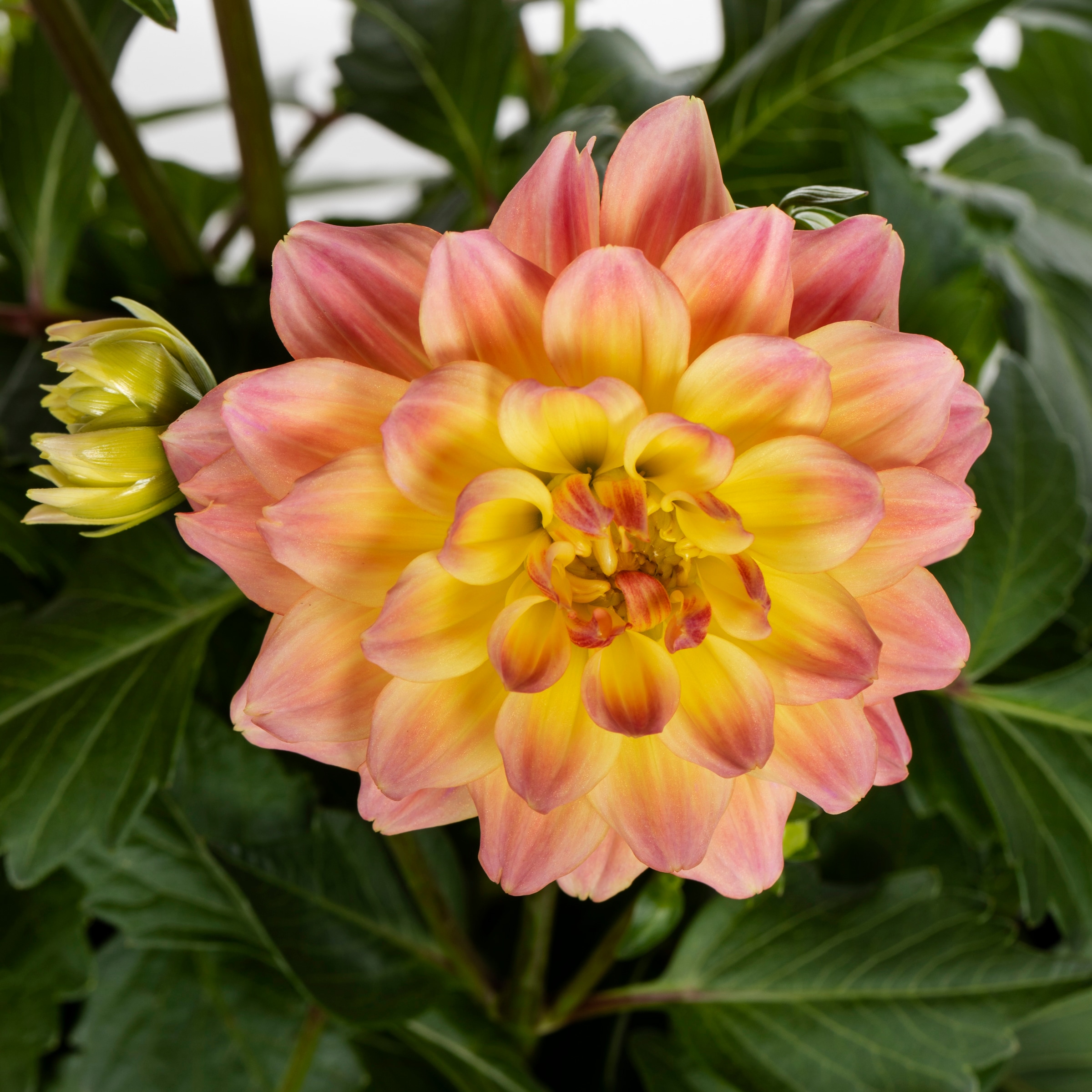 Lowe's 1639390 annuals - View #2