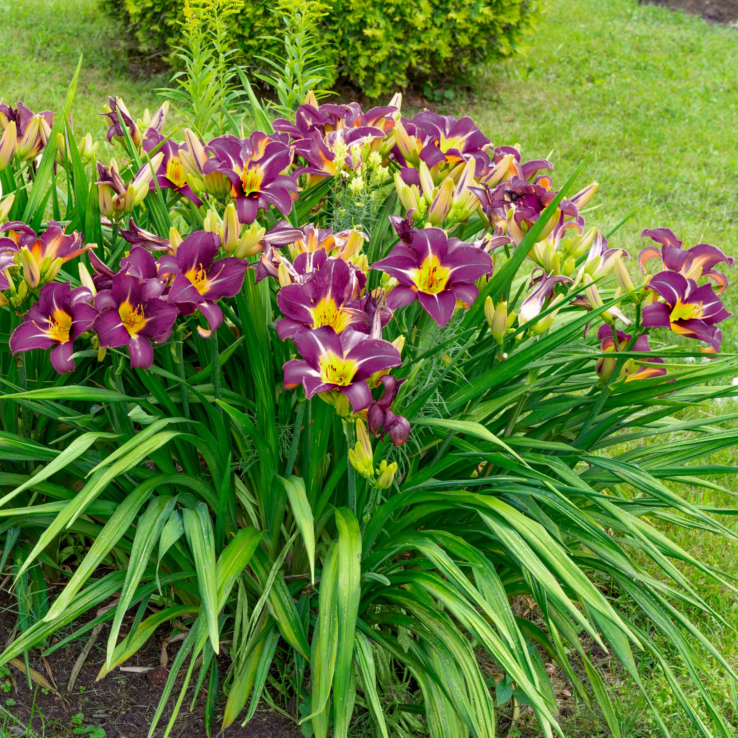 National Plant Network LW2608 perennials - View #2