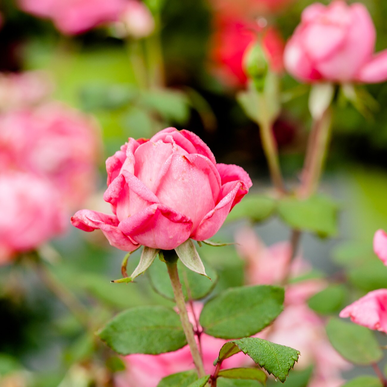 Perfect Plants LODOUBLEPINKKOROSE1G roses - View #6