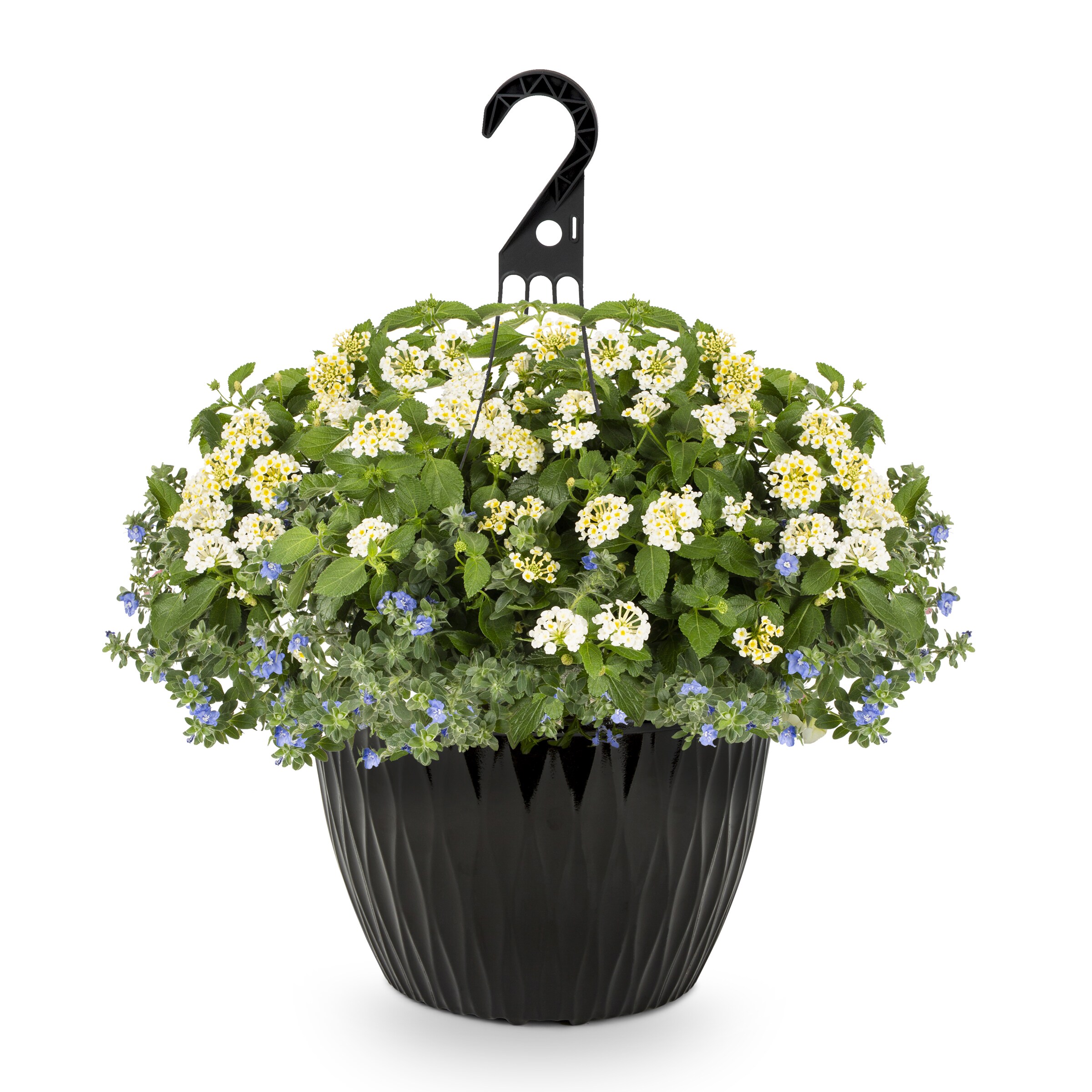 Lowe's NURSERY annuals - View #3