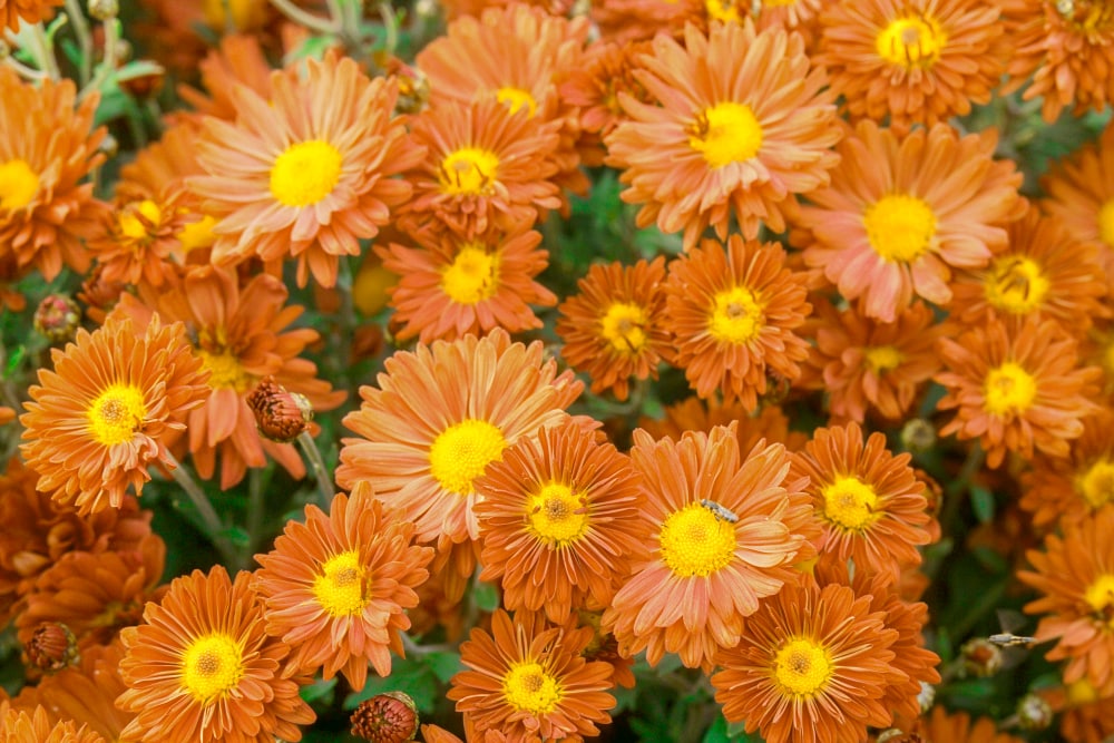 Spring Hill Nurseries 89028 perennials - View #2