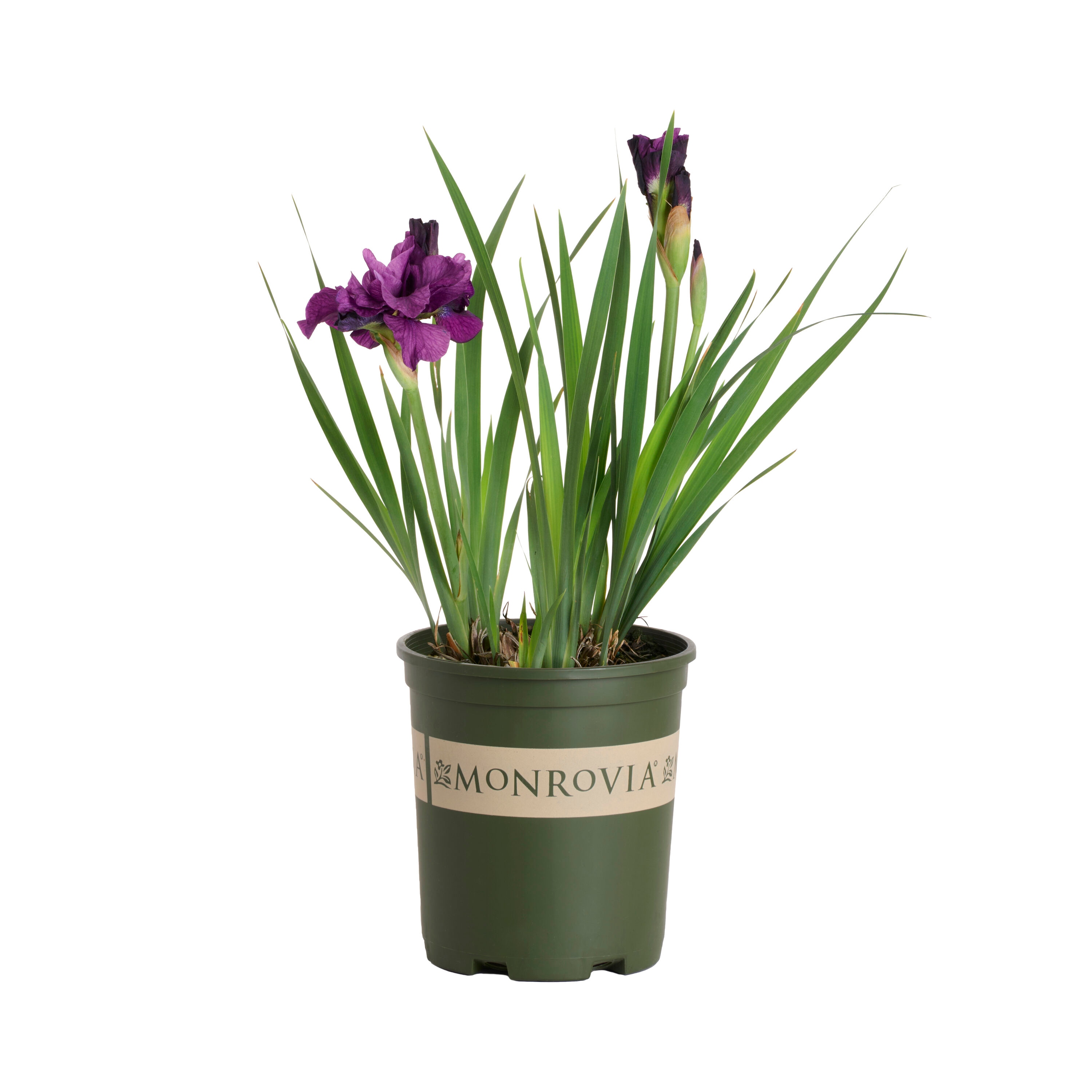Monrovia - 2.6 -Quart Purple Iris Ruffled Velvet Siberian 1 -Pack - Low Maintenance