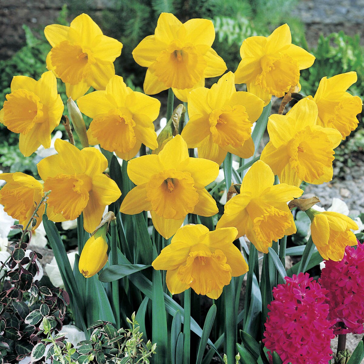 Breck's Yellow King Alfred Daffodil Bulbs Bagged 100-Pack in the Plant  Bulbs department at