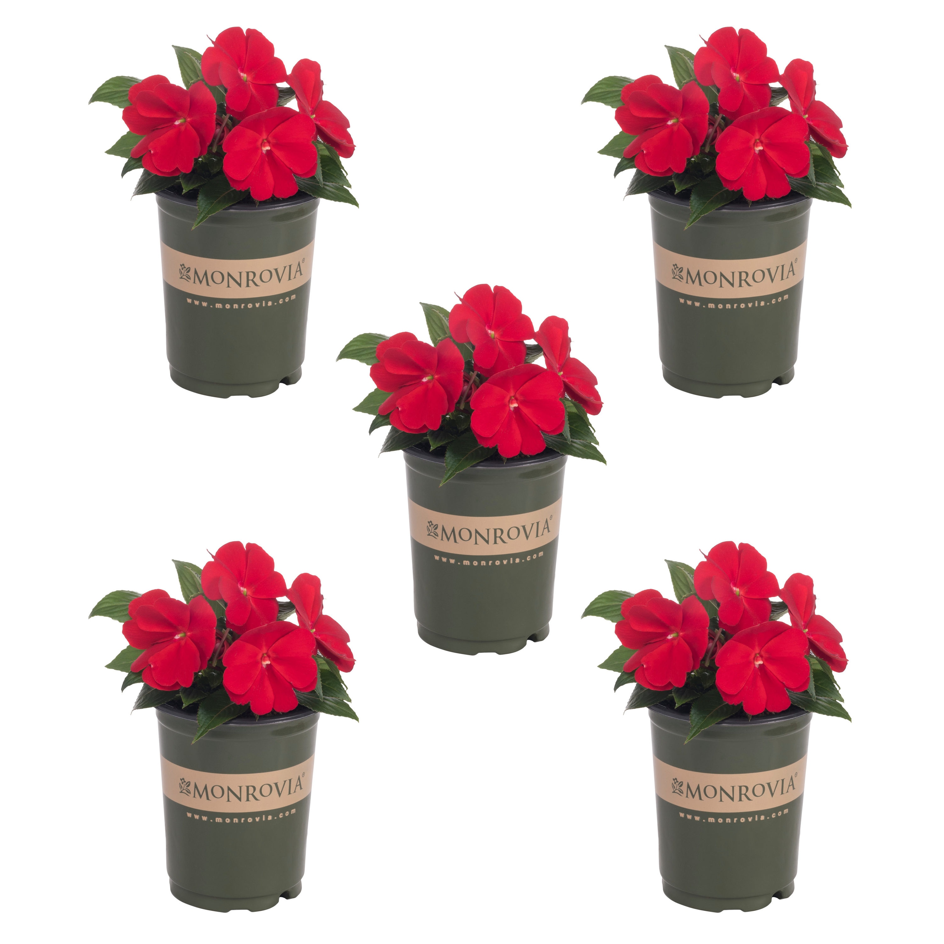 Monrovia Red New Guinea Impatiens in 1-Quart Pot 5-Pack in the Annuals ...