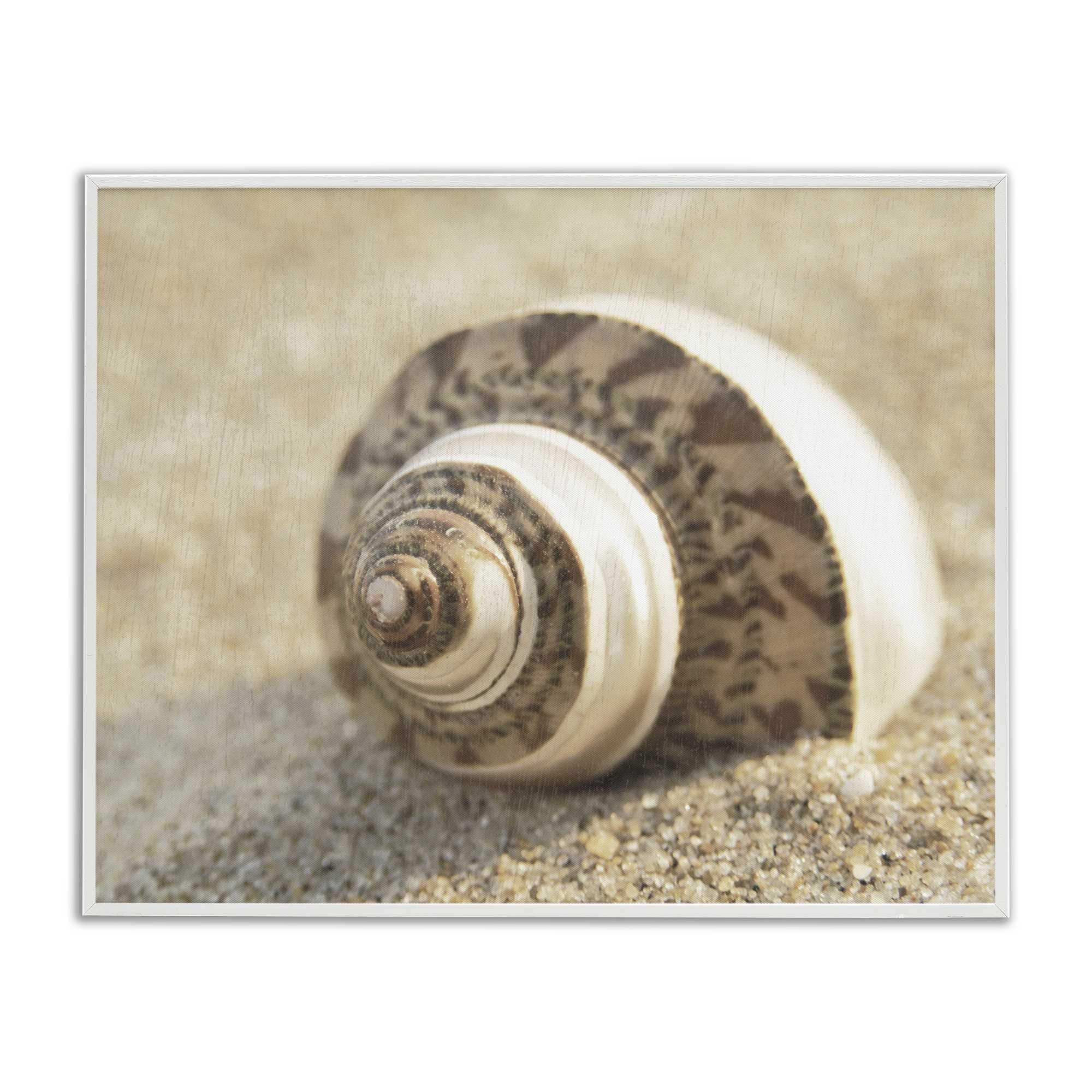 Stupell Industries BS-151-WFR-11X14 Neutral Tone Seashell Framed Giclee design by Dora Rotondella
