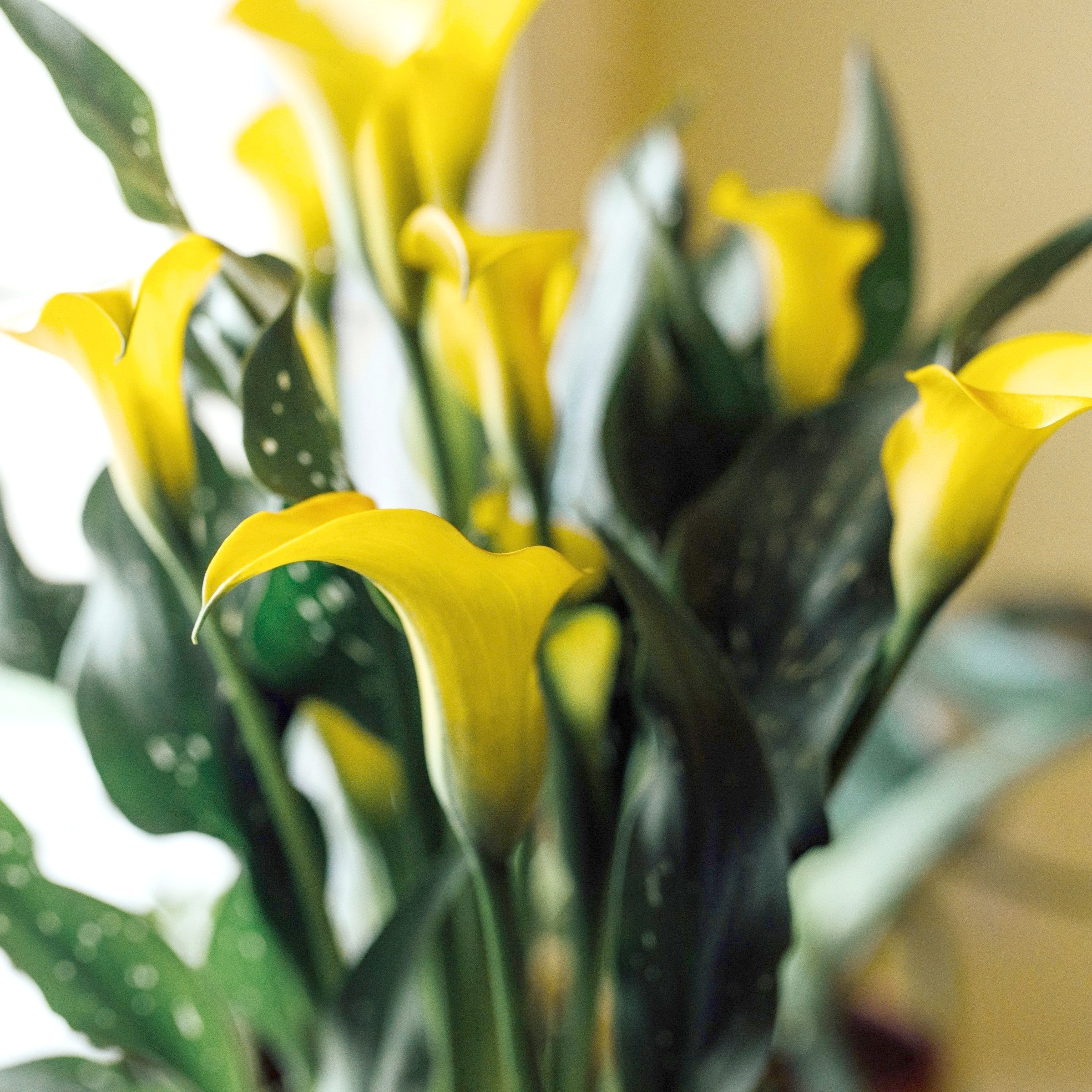 National Plant Network LW3410 Plant-Bulbs - View #4