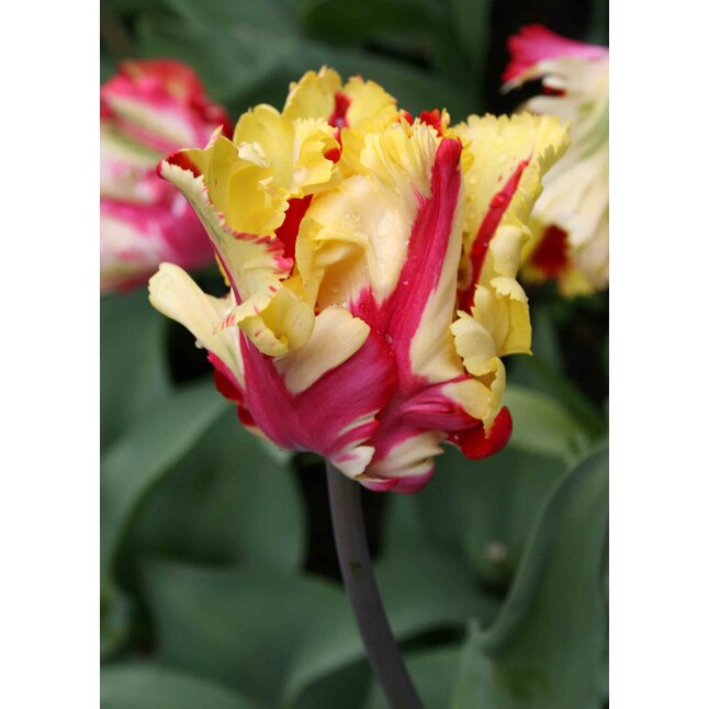Mixed Texas Flame (Flaming) Parrot Tulip Bulbs at Lowes.com