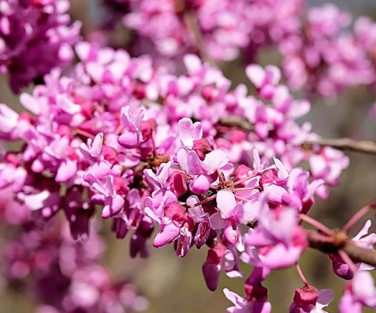 Southern Planters REDHEA07G 1 Count Pink Flowering Hearts of Gold Redbud In pot (with soil)