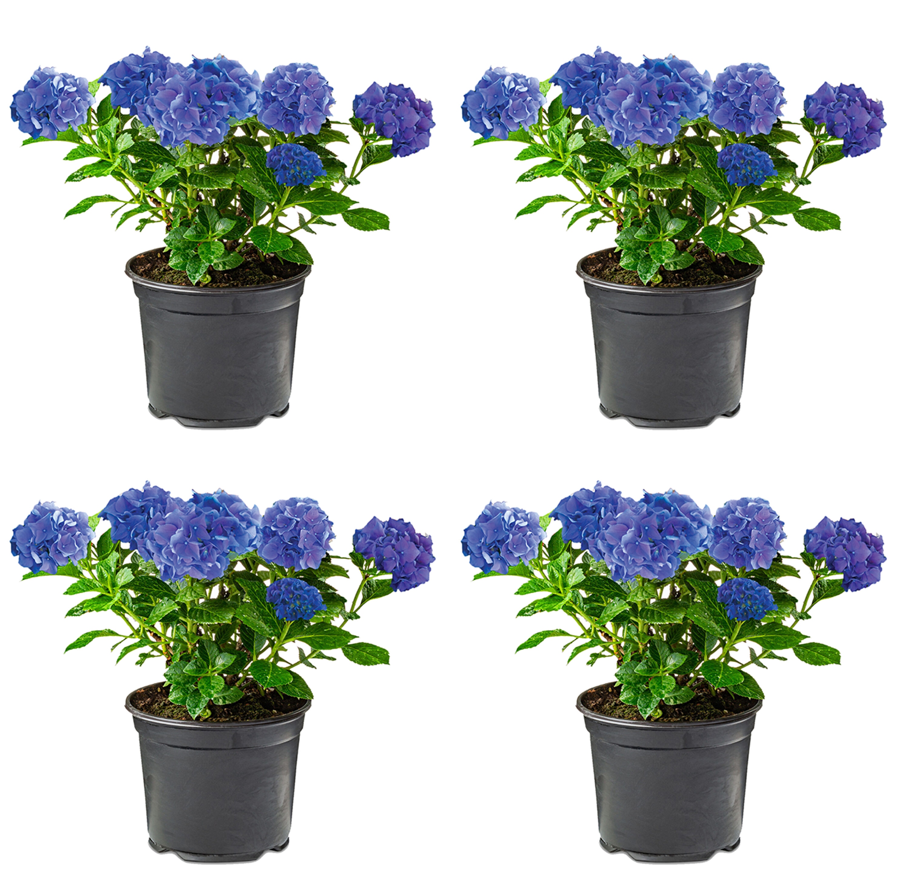  2202 Hydrangea macrophylla 'Early Blue' Flowering Shrub in 2.5 -Quart Pot 4 -Pack with Blue Blooms