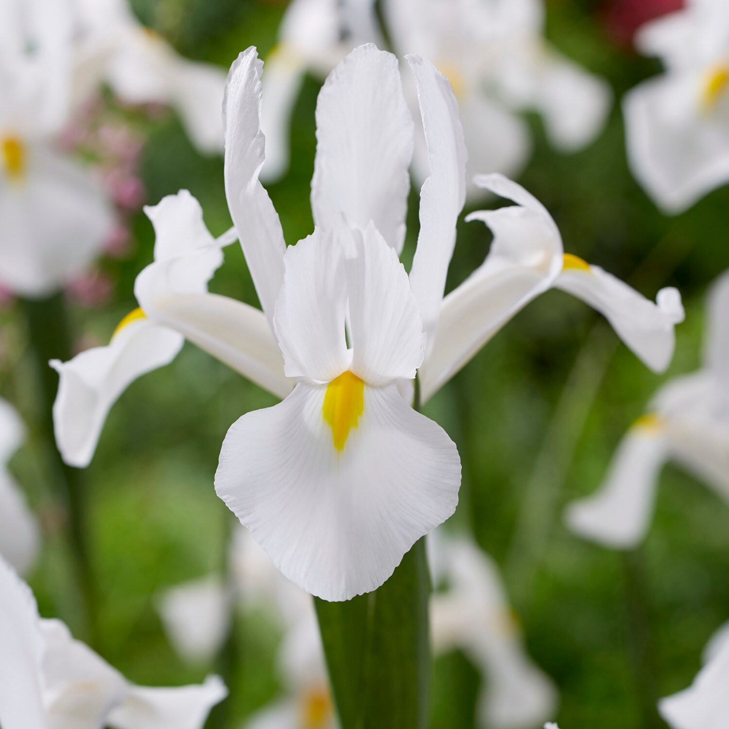 Van Zyverden White Dutch Iris White Van Vliet Set Of 25 Bulbs 25-count 