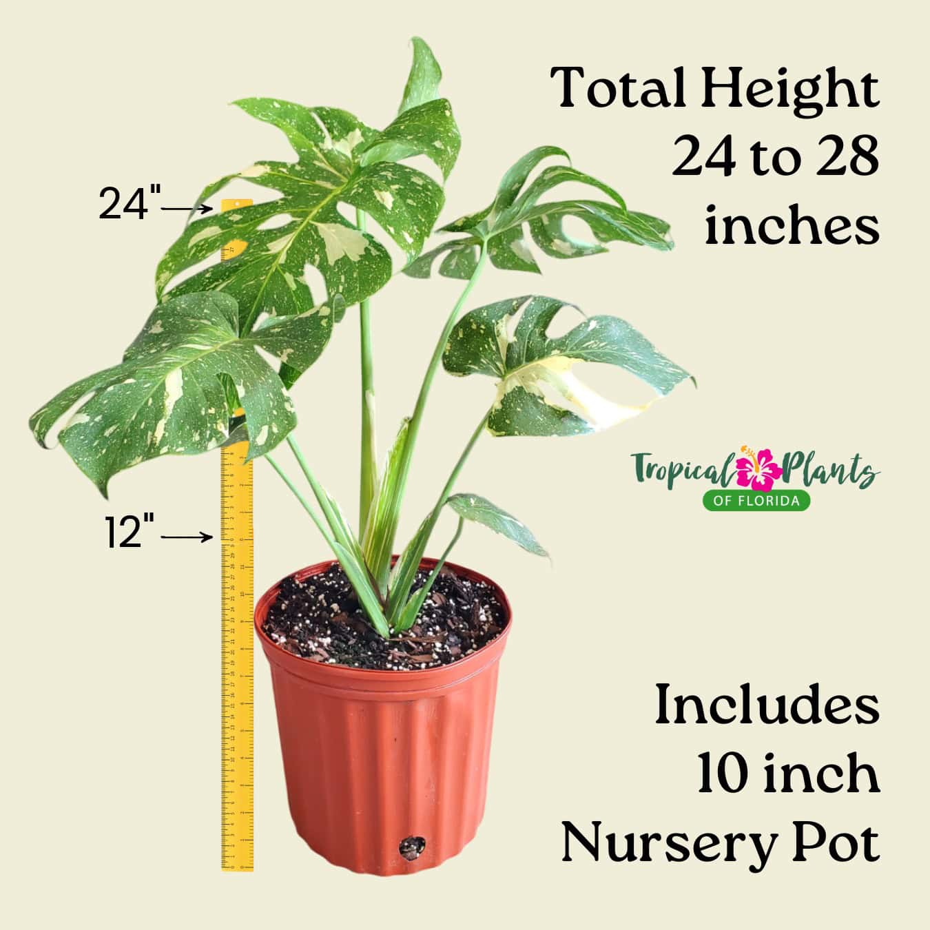 philodendron princess orange The Sill Philodendron Prince of Orange 4 in. Houseplants main image 1