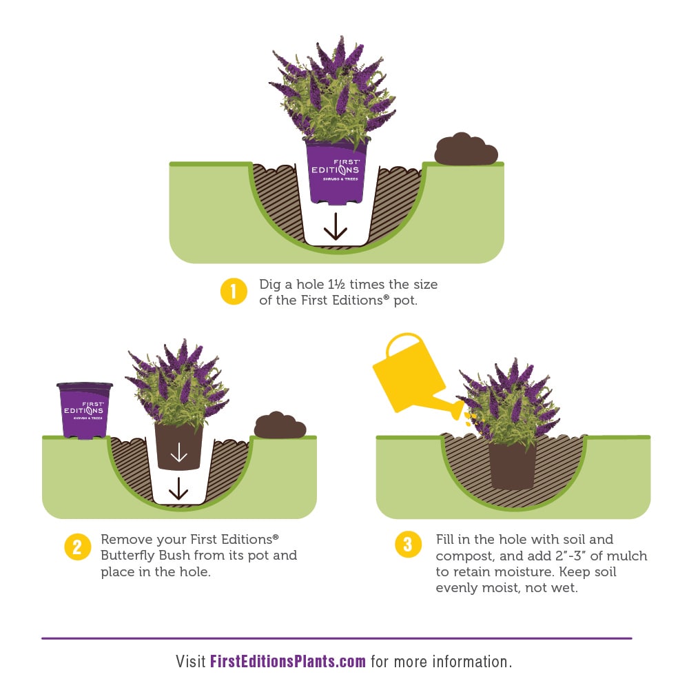 Lowe's NURSERY shrubs - View #5