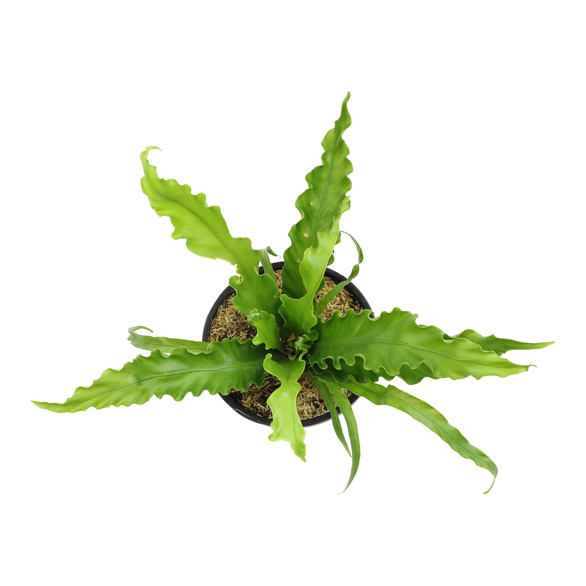 Altman Plants 0872813 hseplants - View #6