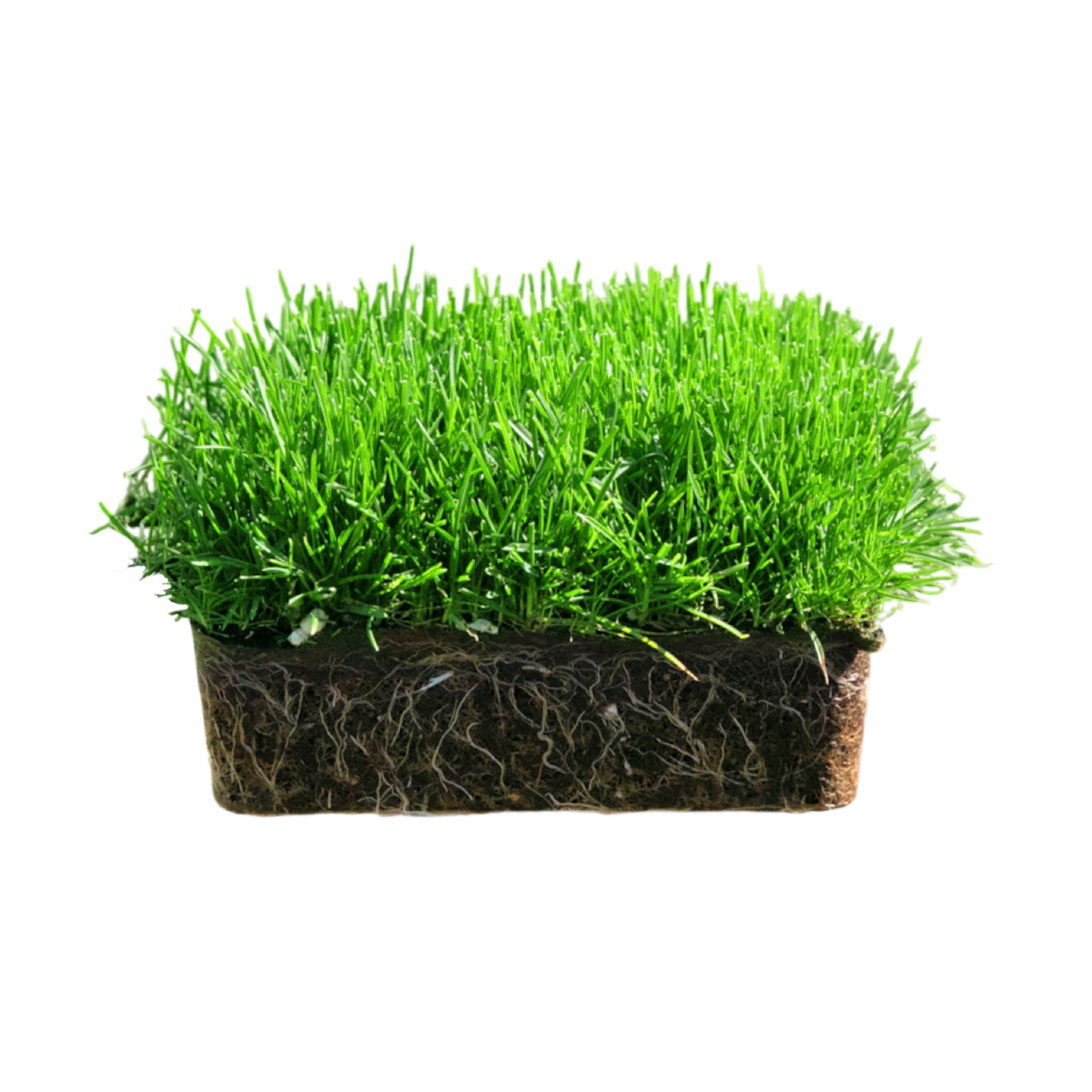 Bluegrass Grass Plug (16-count)