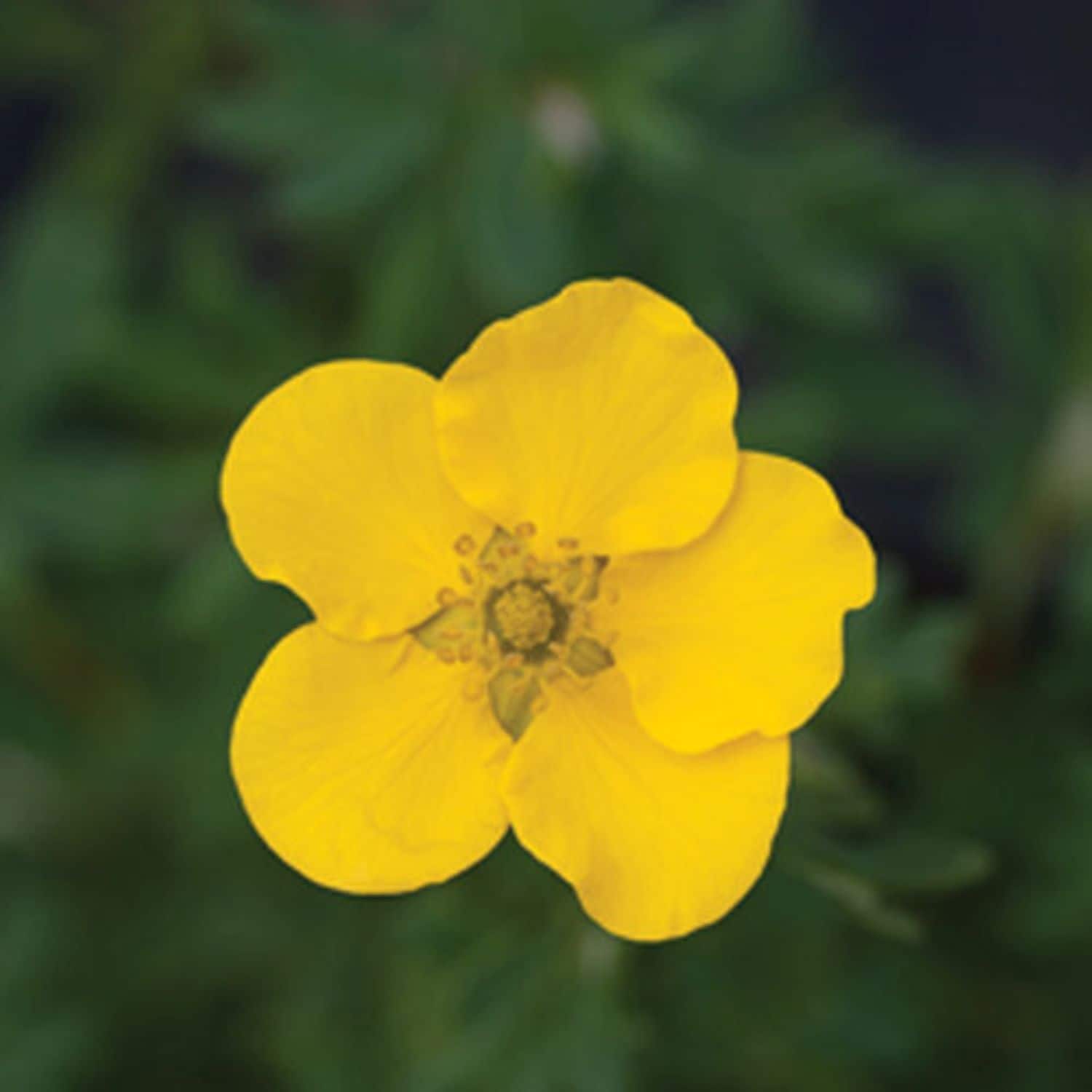 Proven Winners O61592W shrubs - View #3