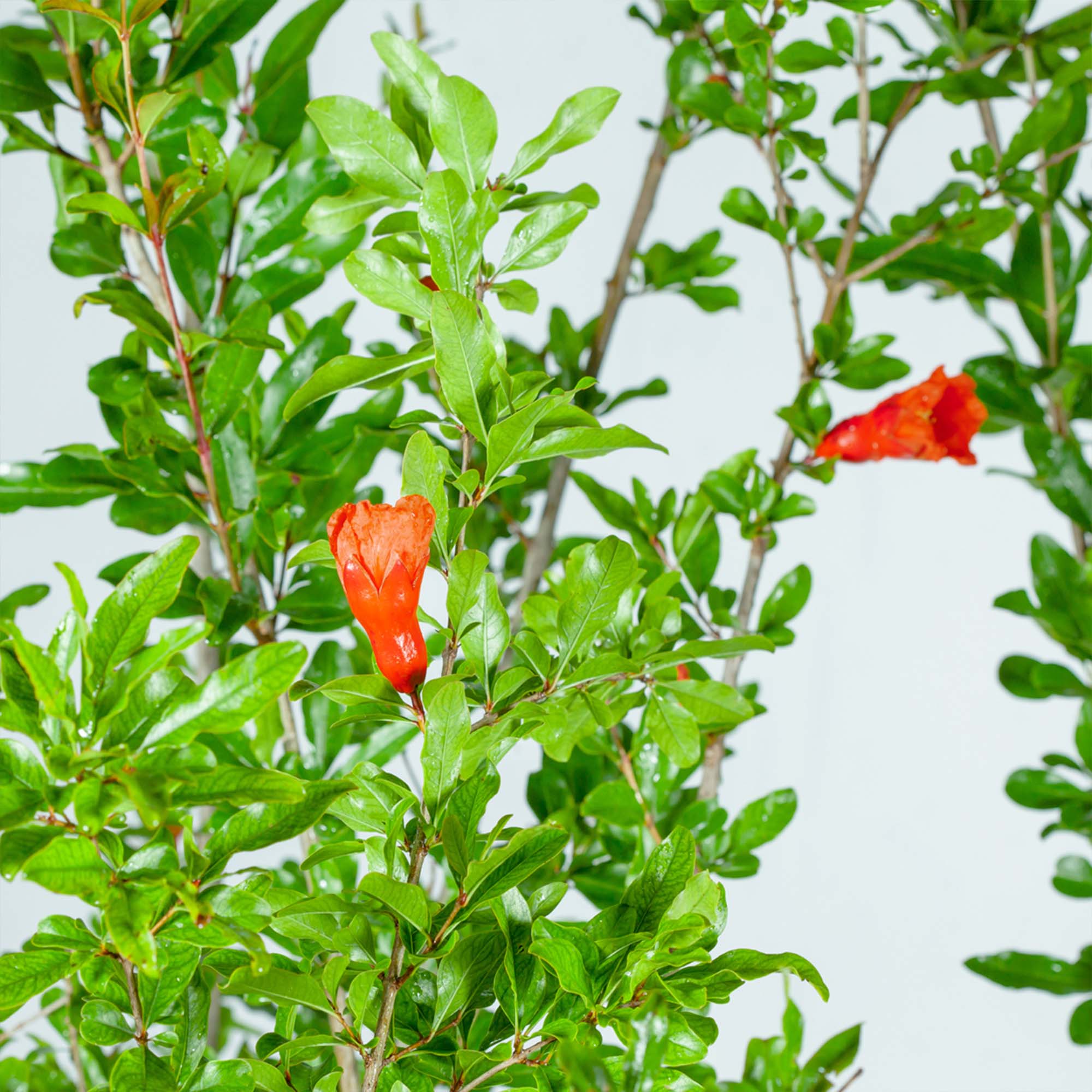 Perfect Plants LOWONDERFULPOM3G shrubs - View #5