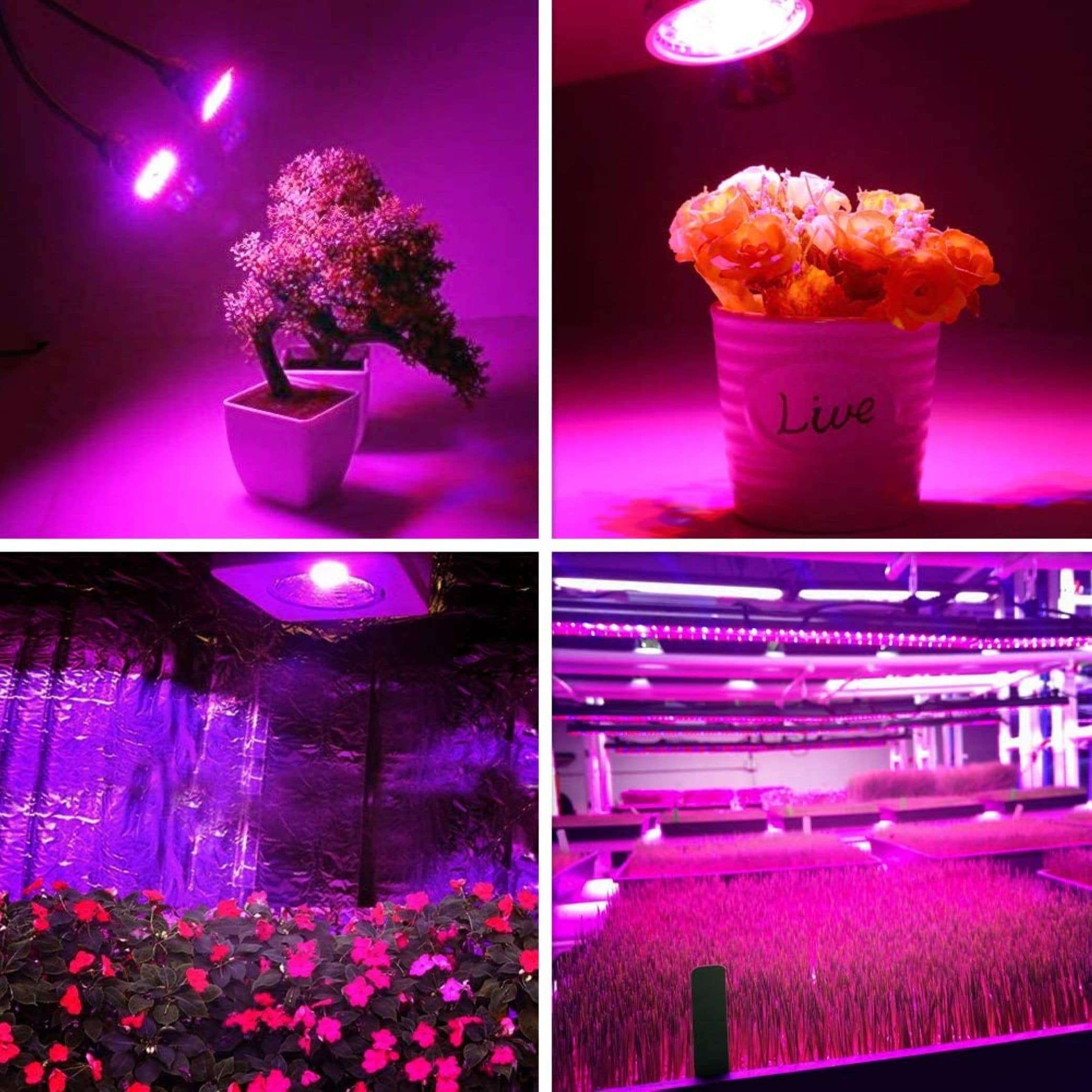 Bluex Bulbs GROW-FULL-A19-9W Grow-Light-Bulbs - View #5