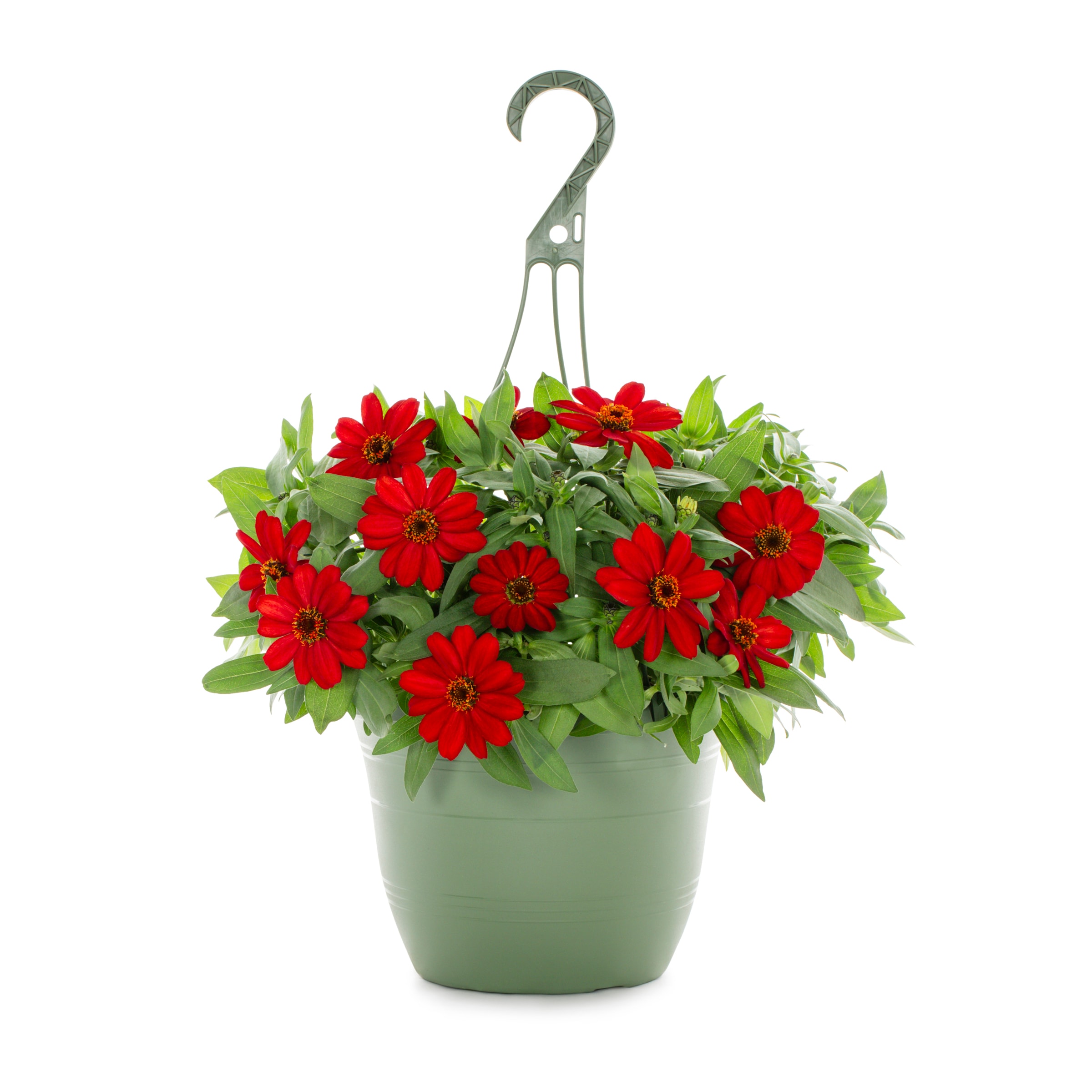 Lowe's 213945 annuals - View #4