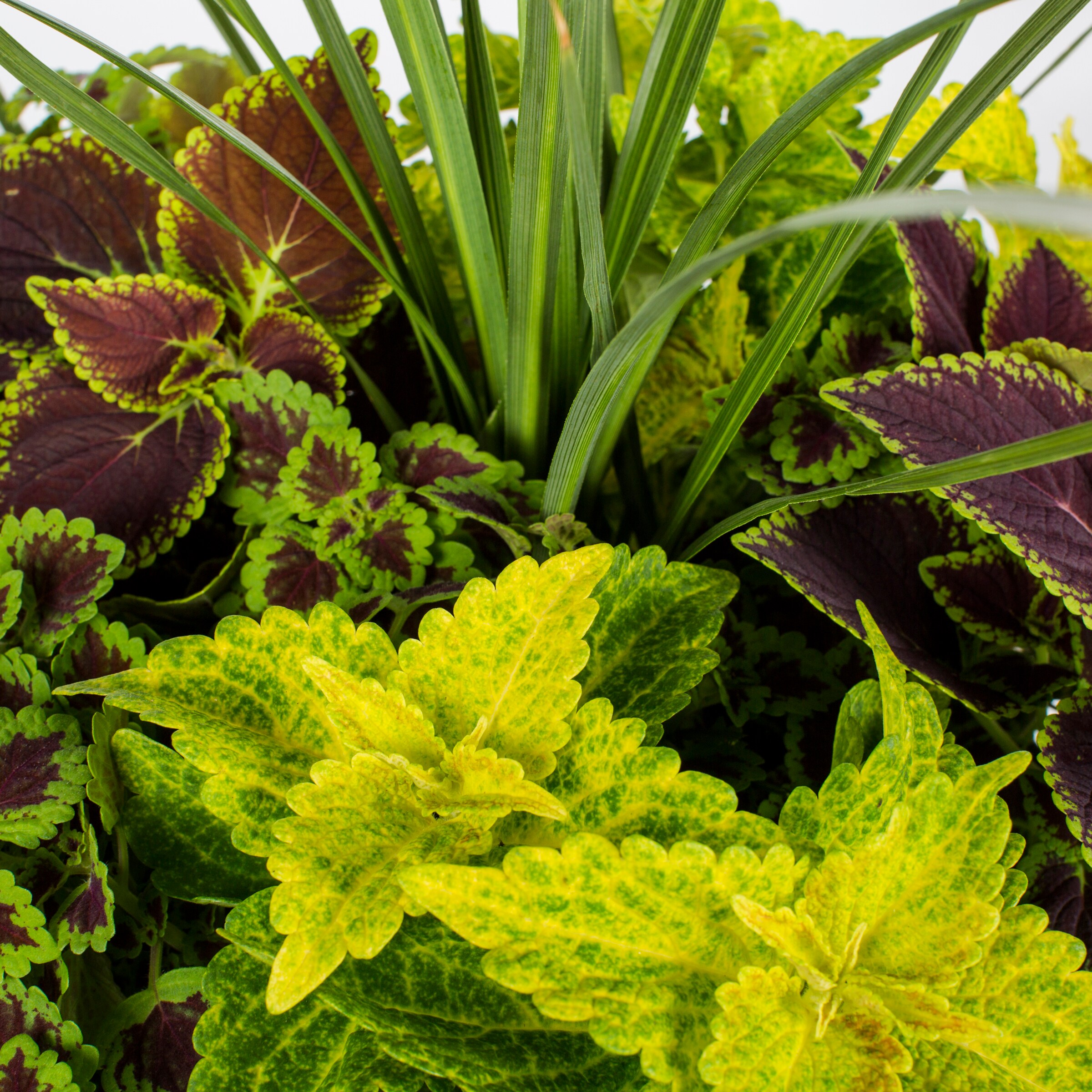 Ready Refill NURSERY annuals - View #2