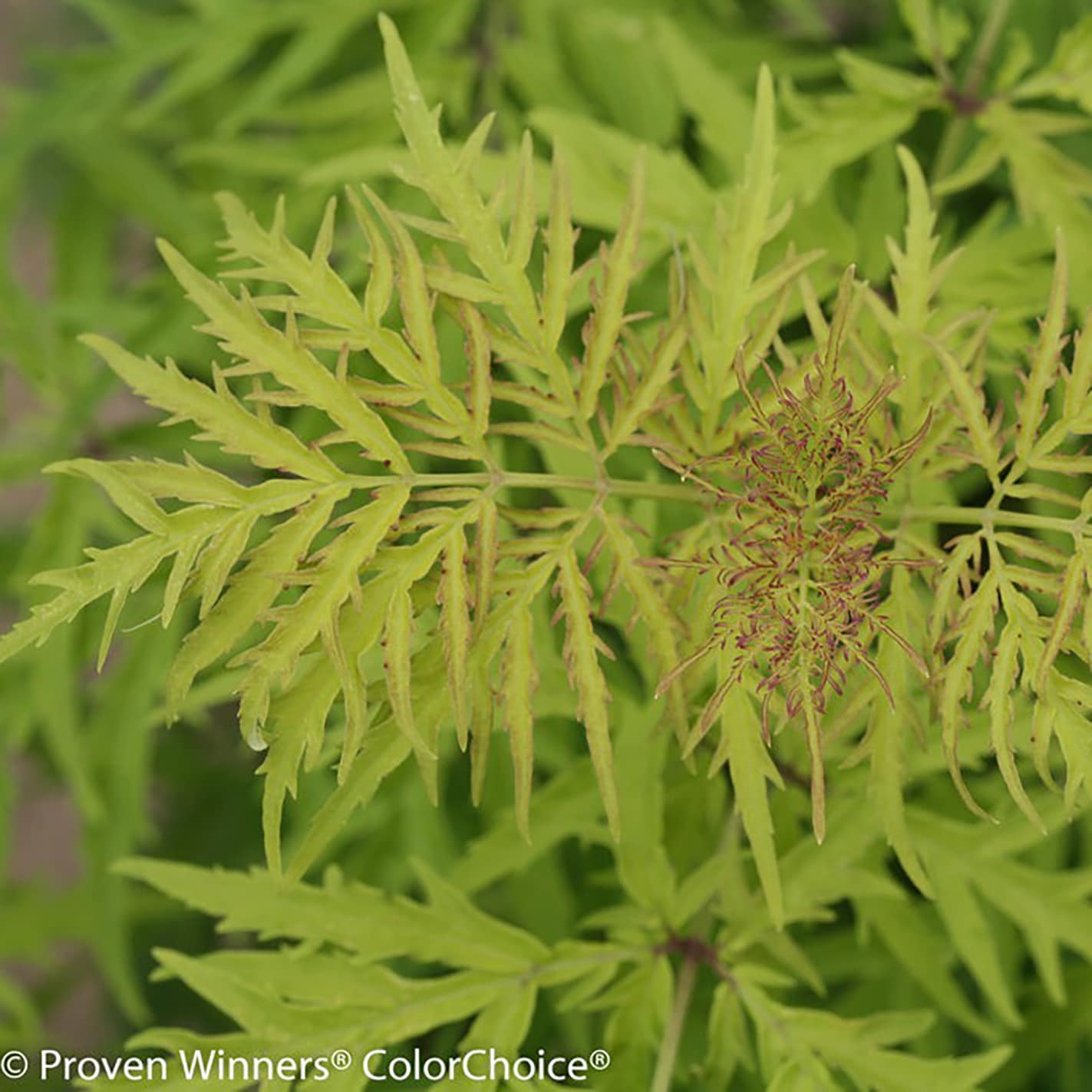 Proven Winners SAMPRC1036101 shrubs - View #3