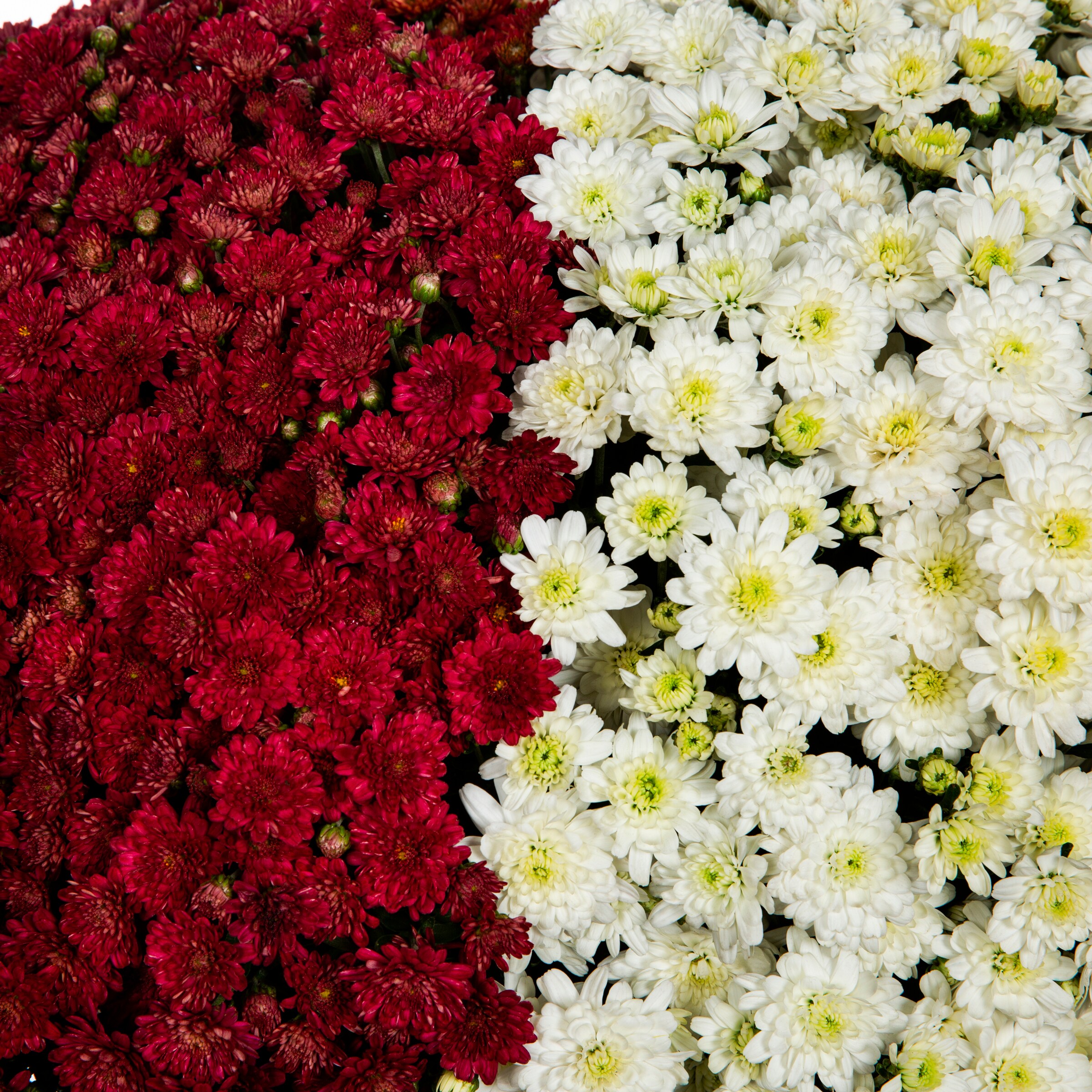 Proven Winner NURSERY annuals - View #2