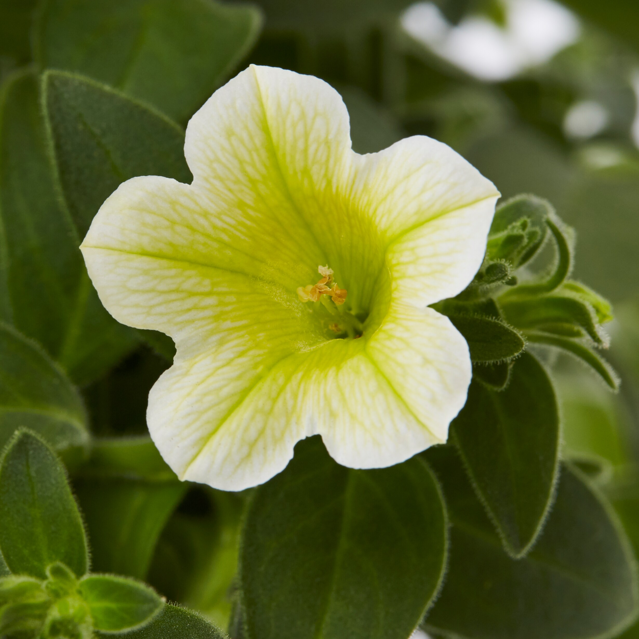 Lowe's NURSERY annuals - View #7
