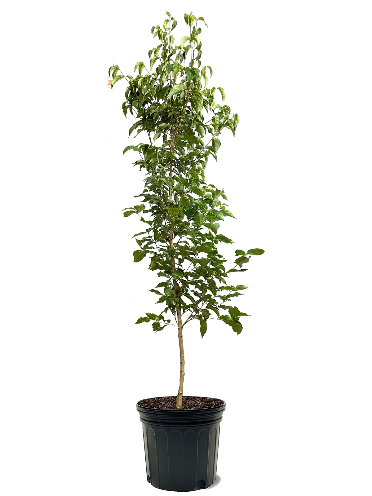 Southern Planters DOGKPI07G 7 -Gallon Pink Flowering Kousa Dogwood In pot (with soil)