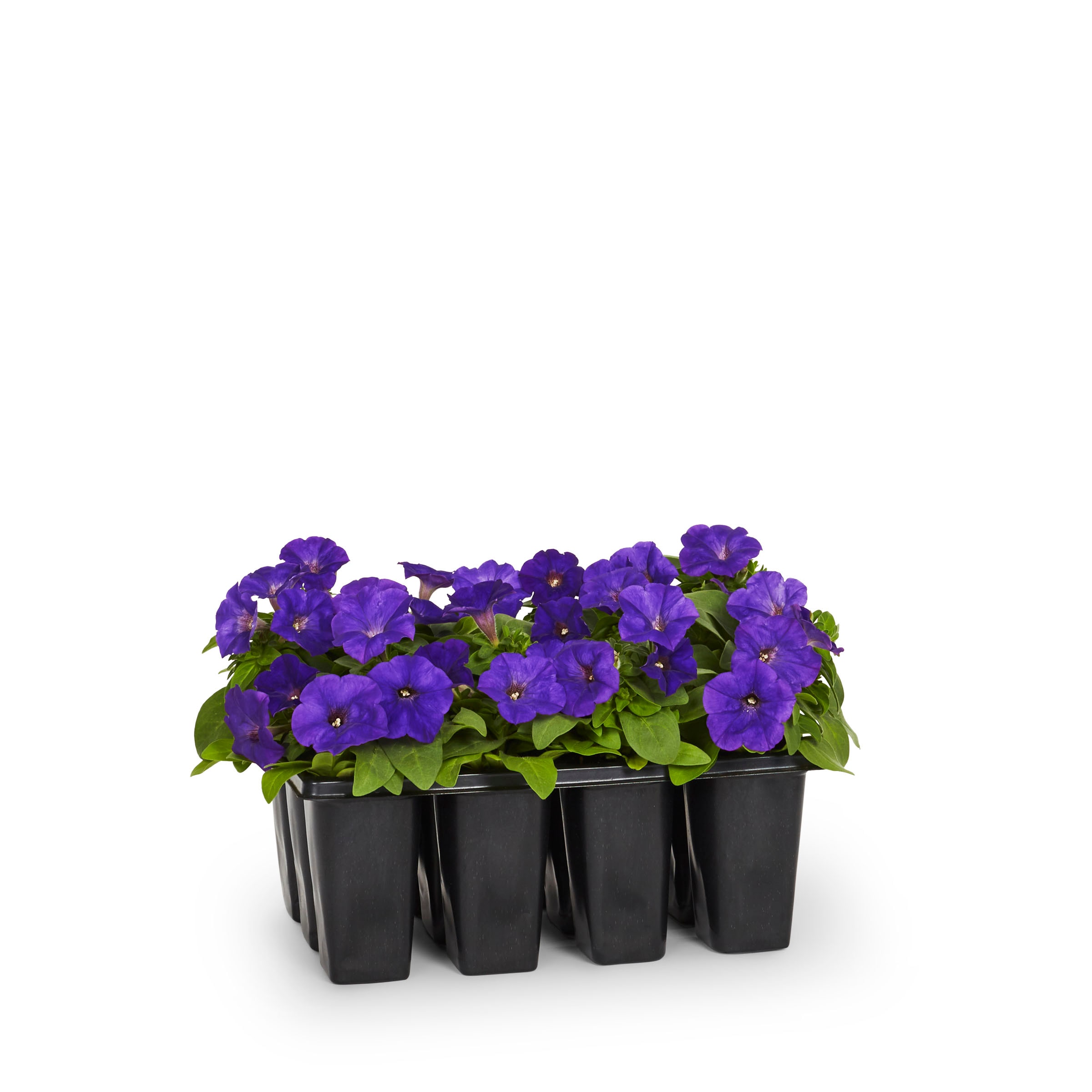 Lowe's NURSERY annuals - View #2