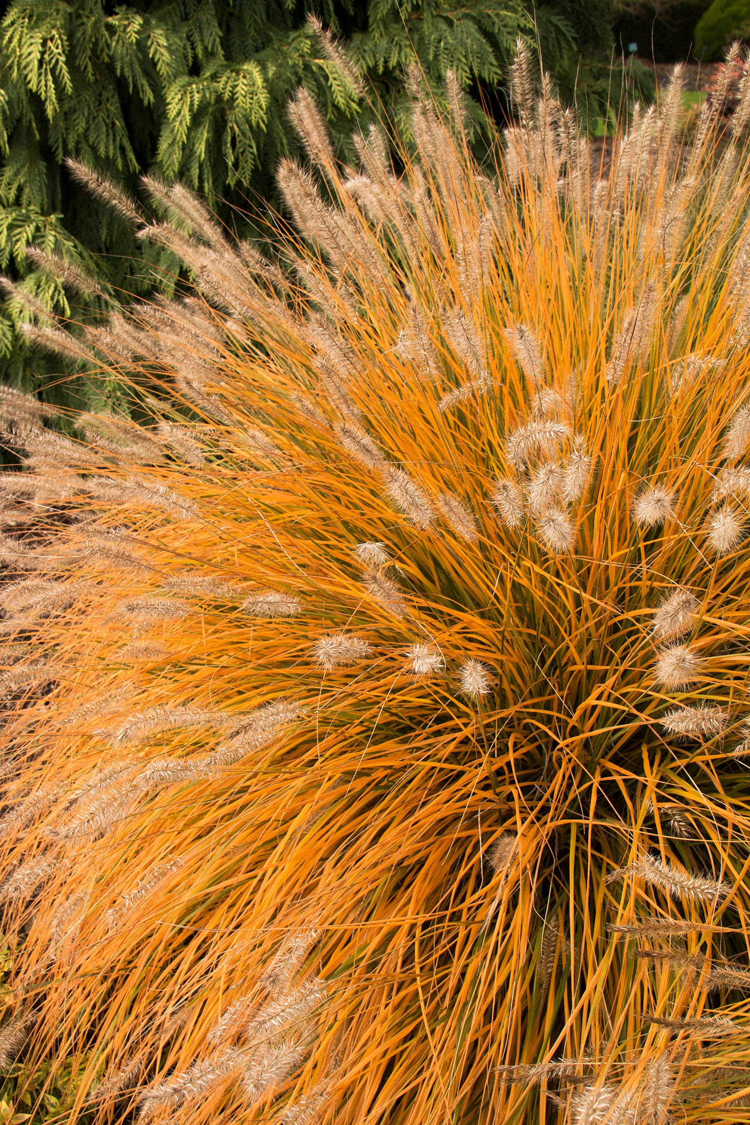 Monrovia 064262 Ornamental-Grasses - View #6